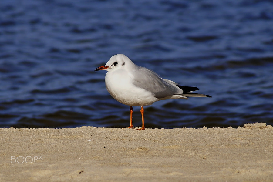 Sony SLT-A37 + Sony DT 55-200mm F4-5.6 SAM sample photo. Seagull photography