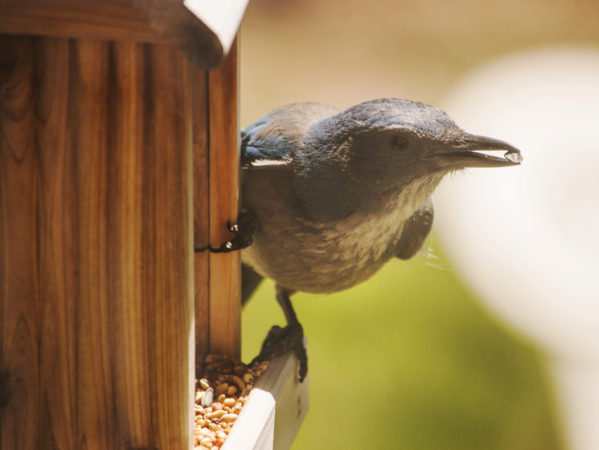 Nikon D40X sample photo. Blue bird photography