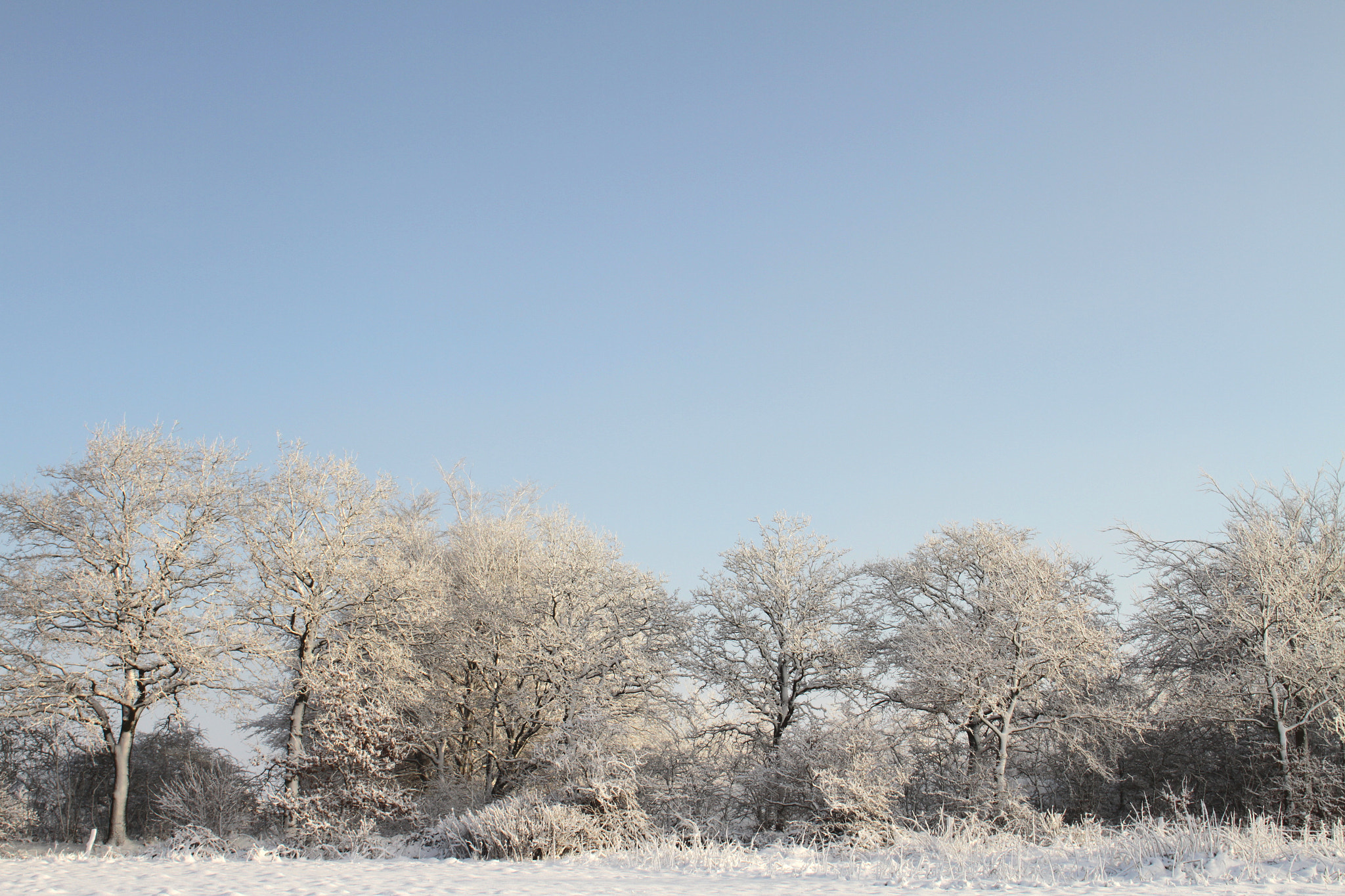 Canon EF 28mm F2.8 IS USM sample photo. Trees 1 photography
