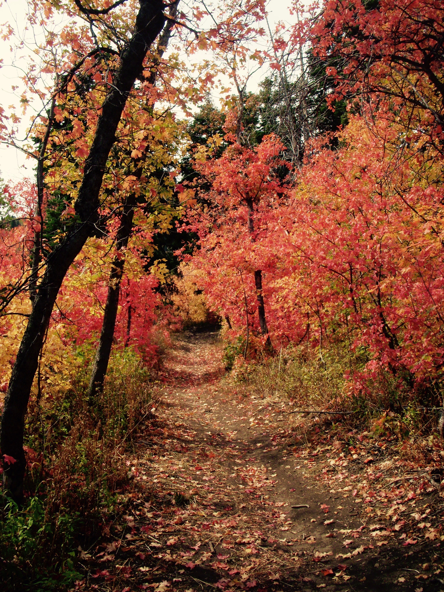 Nikon COOLPIX S50 sample photo. Fall pathway photography