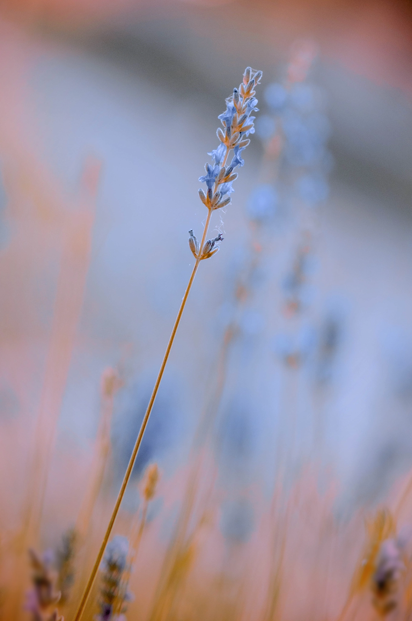 AF DC-Nikkor 135mm f/2D sample photo