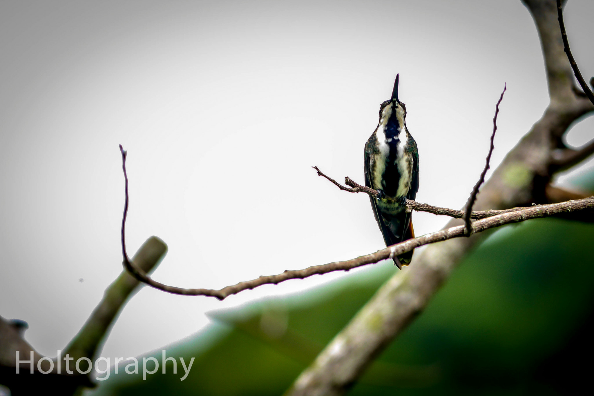 Panasonic Lumix G Vario 45-200mm F4-5.6 OIS sample photo. Black throated birdie photography