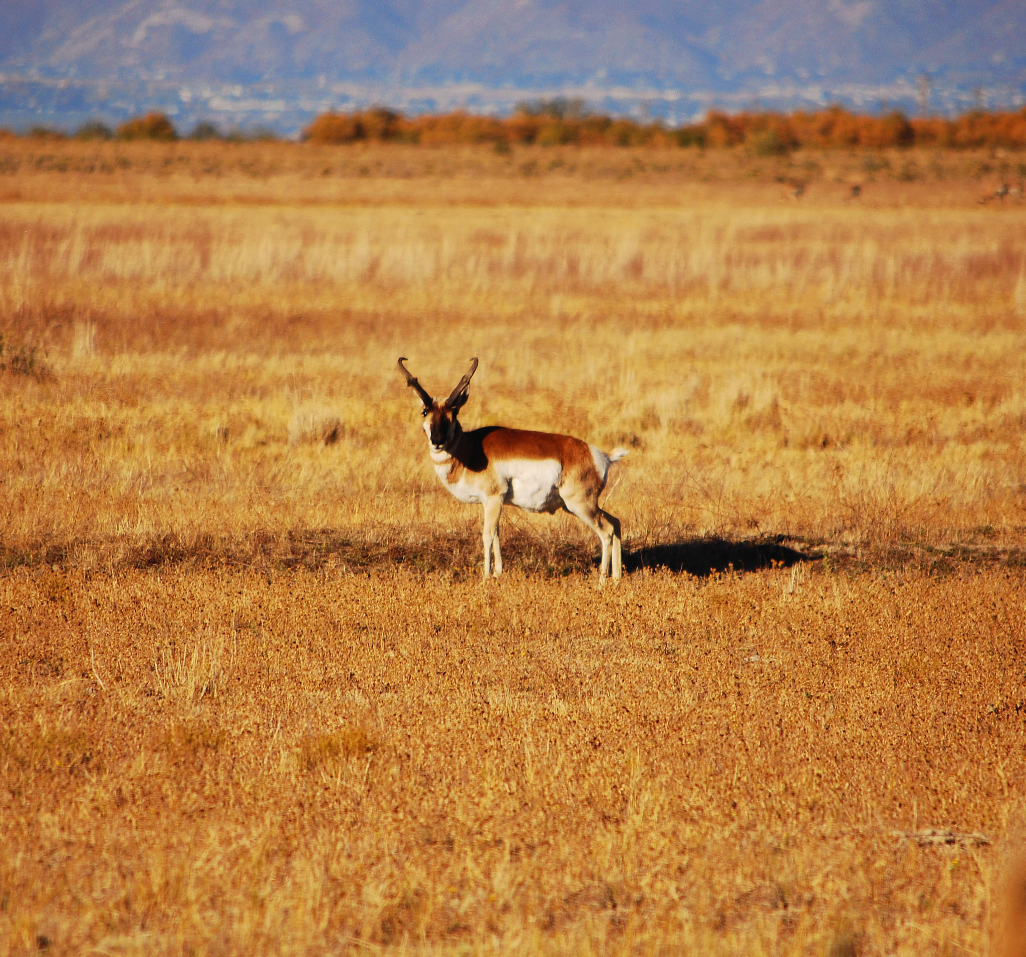 Nikon D40X + Nikon AF-S DX Nikkor 55-300mm F4.5-5.6G ED VR sample photo. Pronghorn photography
