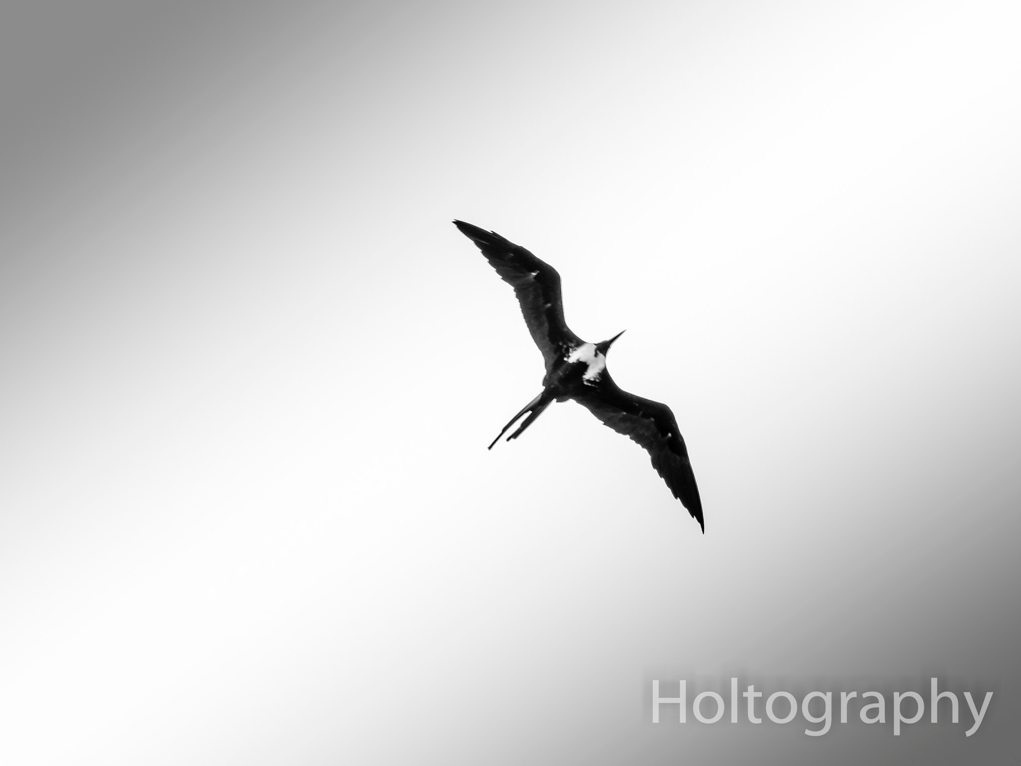 Panasonic Lumix G Vario 45-200mm F4-5.6 OIS sample photo. Magnificent flight photography