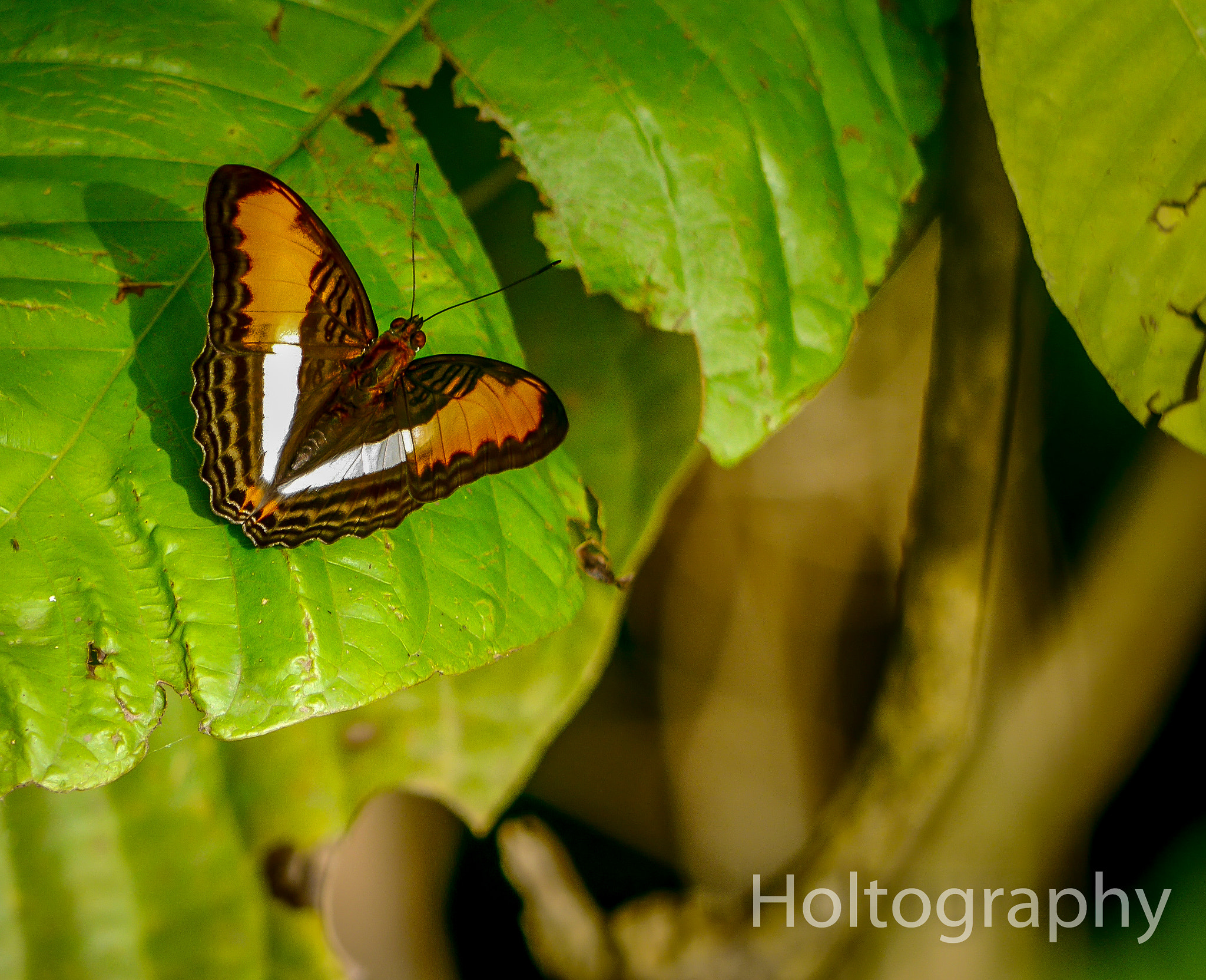Panasonic Lumix G Vario 45-200mm F4-5.6 OIS sample photo. The elticuche sister photography
