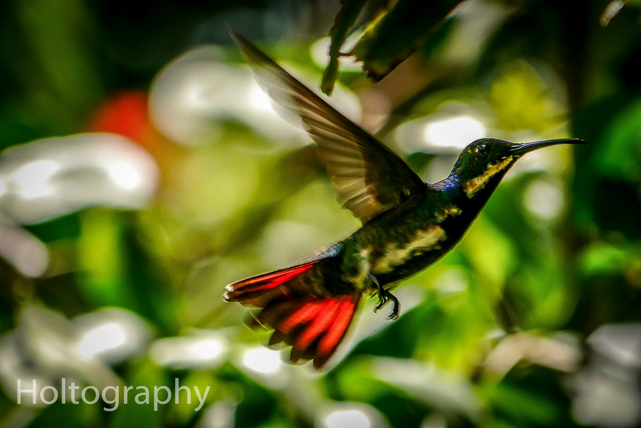 Panasonic Lumix G Vario 45-200mm F4-5.6 OIS sample photo. Black throat in flight photography