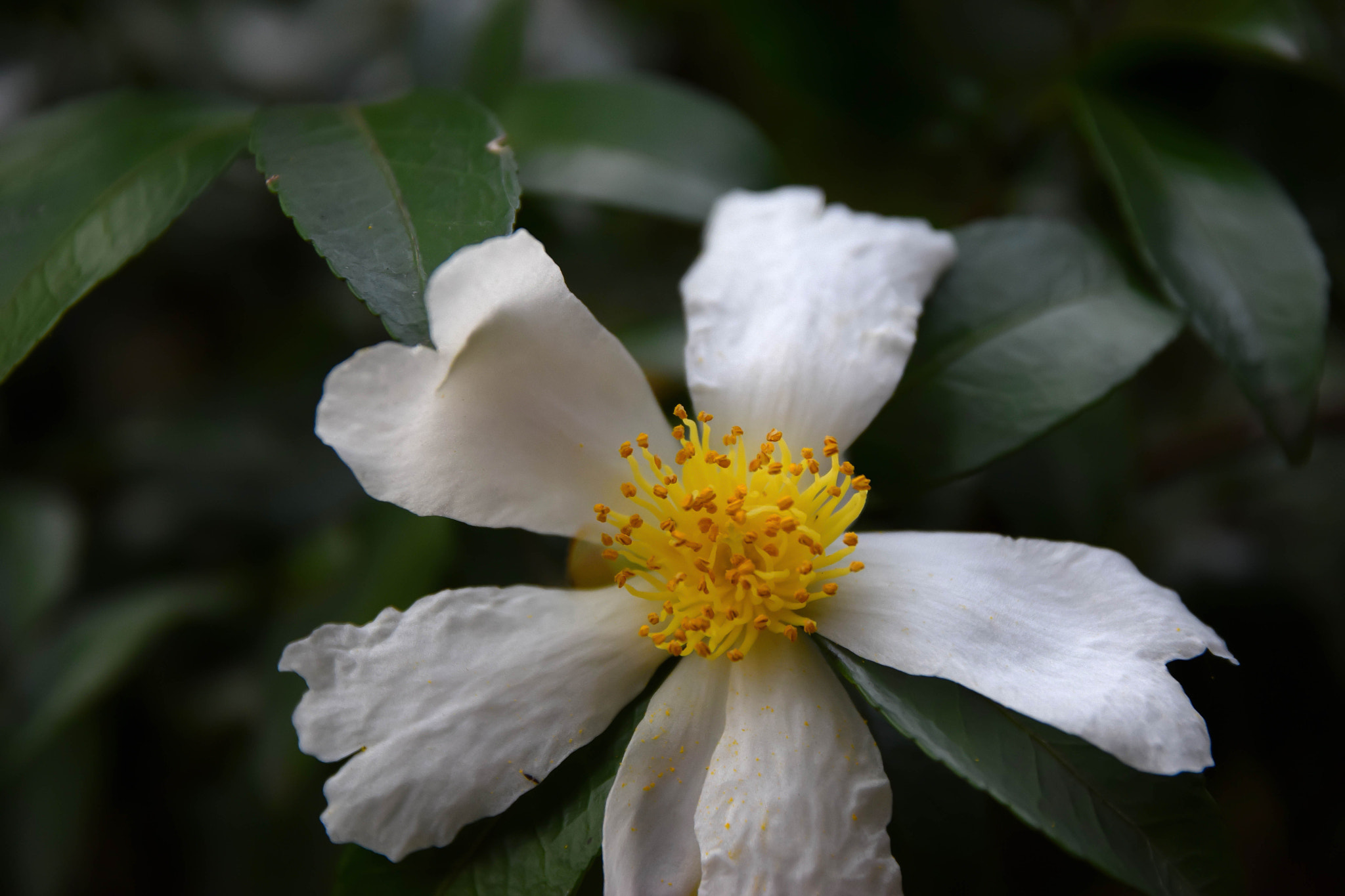 Sigma 17-70mm F2.8-4 DC Macro OS HSM | C sample photo. Rikugien20151121 photography