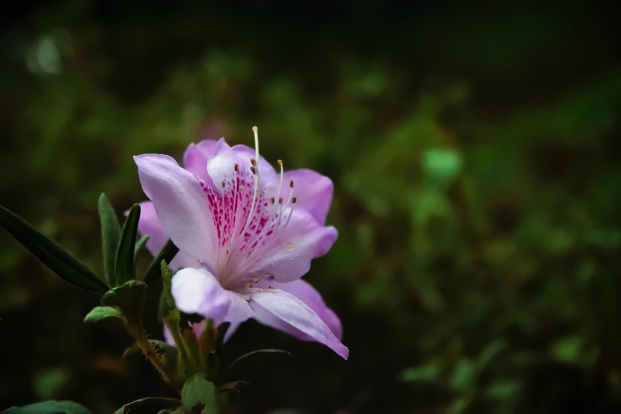 Sigma 17-70mm F2.8-4 DC Macro OS HSM | C sample photo. Rikugien20151121 photography