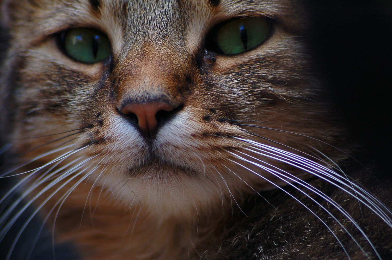 Sigma 70-300mm F4-5.6 APO Macro Super II sample photo. Cat photography