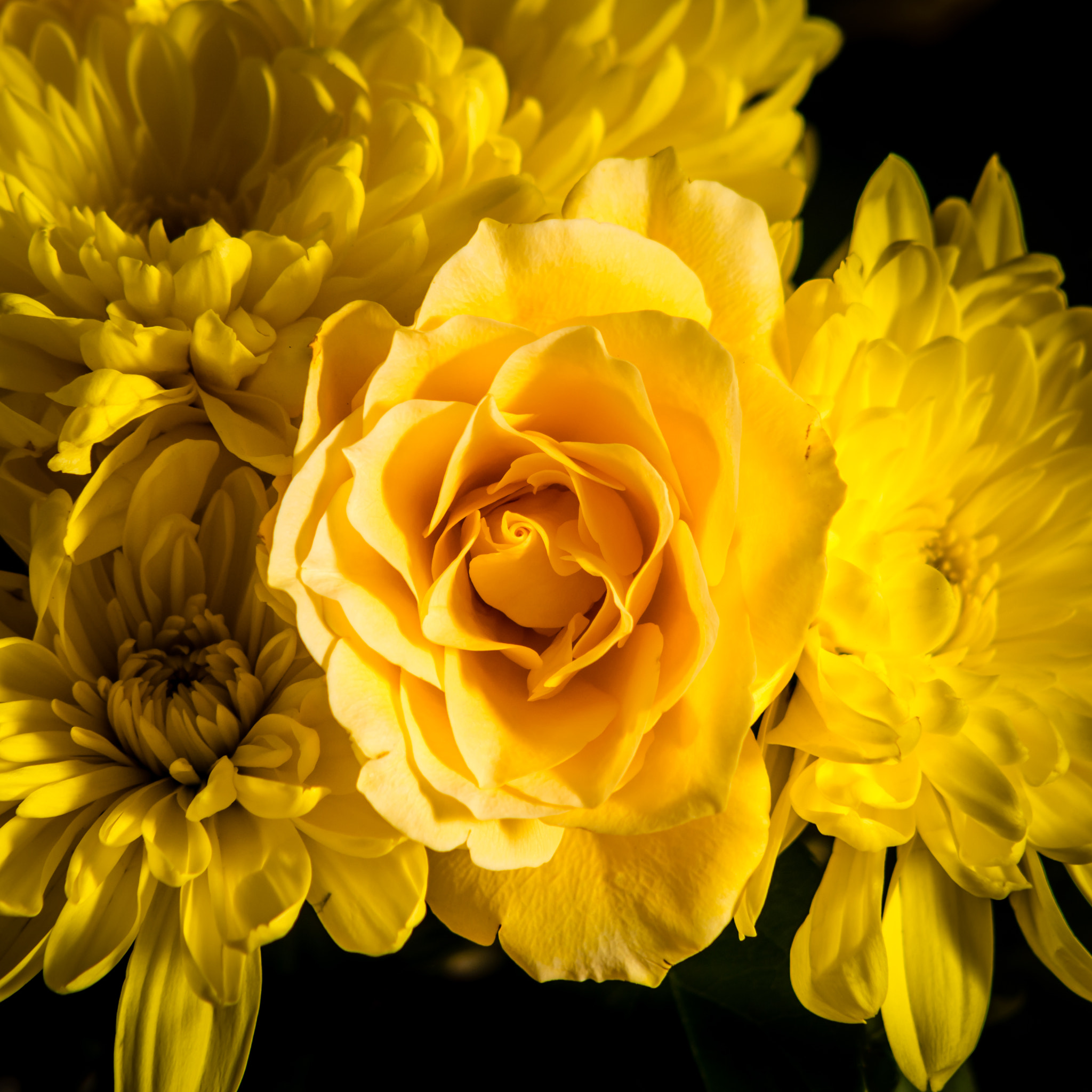 Sigma 70-200mm F2.8 EX DG Macro HSM II sample photo. Yellow rose in bloom photography
