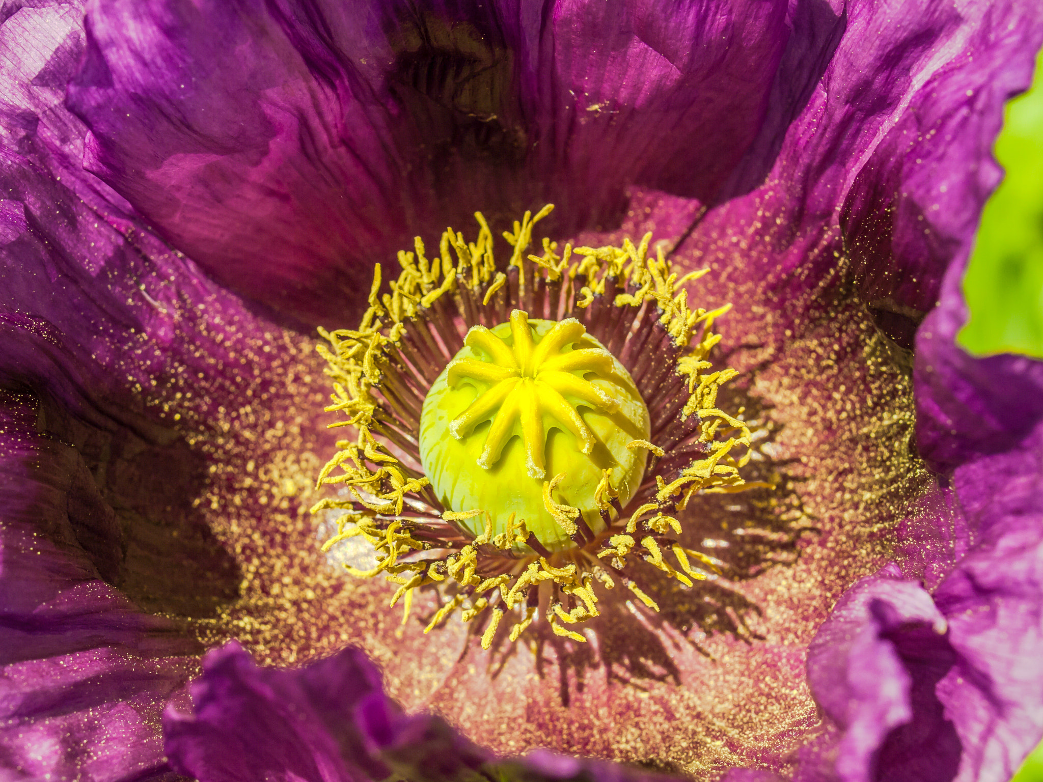 Olympus E-620 (EVOLT E-620) + OLYMPUS 35mm Lens sample photo. Papaver somniferum - flower photography