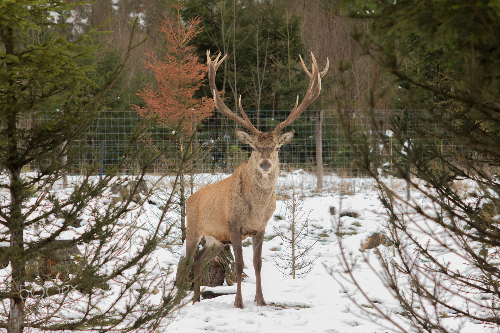 Canon EF 55-200mm F4.5-5.6 II USM sample photo. Rothirsch photography