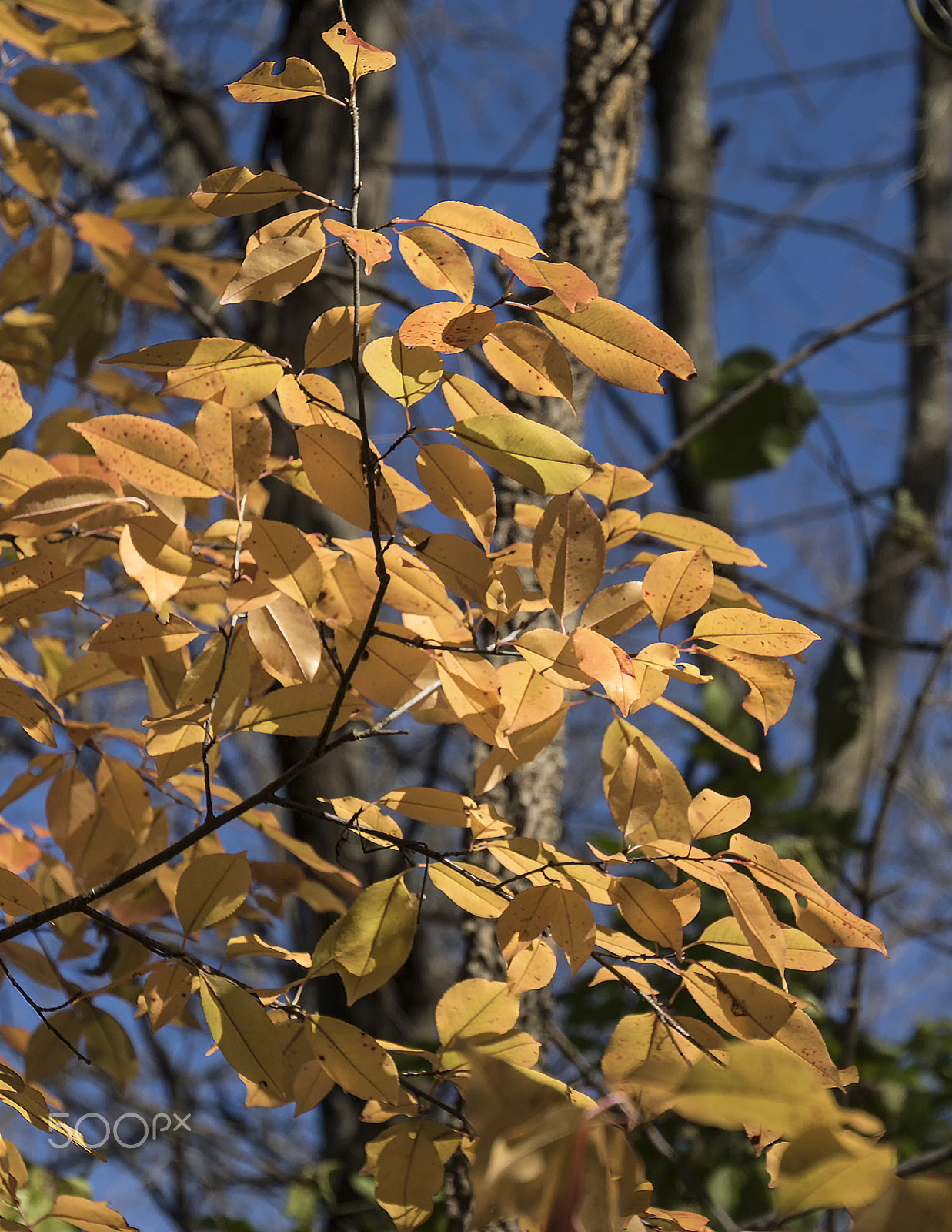 Canon EOS 760D (EOS Rebel T6s / EOS 8000D) sample photo. Orange curtain photography