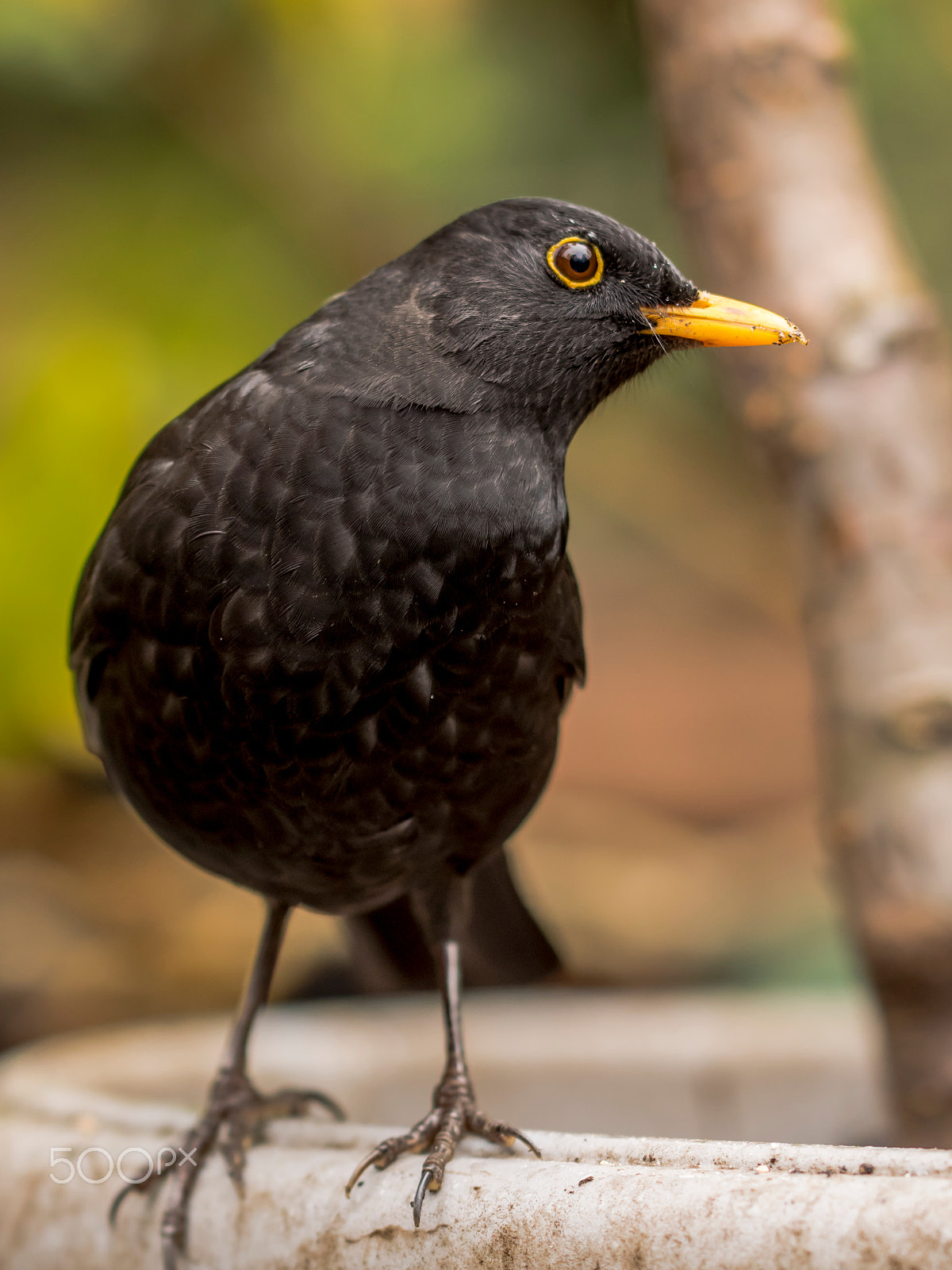 Olympus OM-D E-M1 + OLYMPUS 300mm Lens sample photo. Have i got that 's' shape? photography