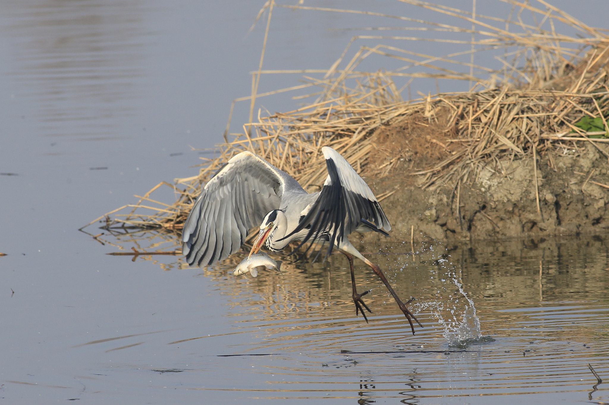 Canon EF 300mm f/2.8L + 1.4x sample photo. Cenerino con preda photography