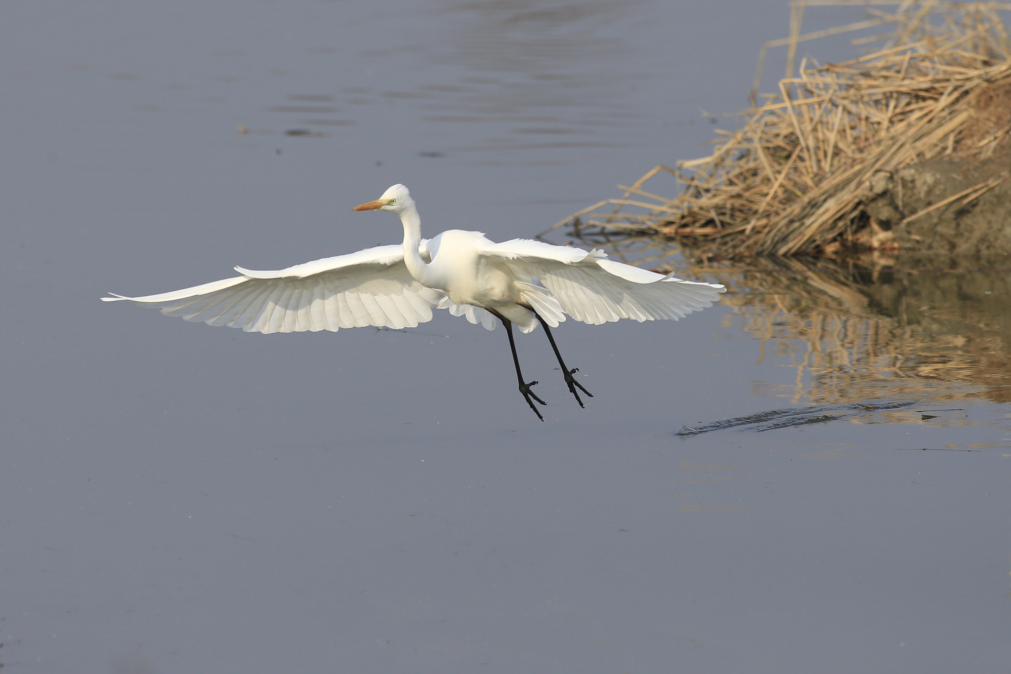 Canon EF 300mm f/2.8L + 1.4x sample photo. Airone bianco maggiore photography