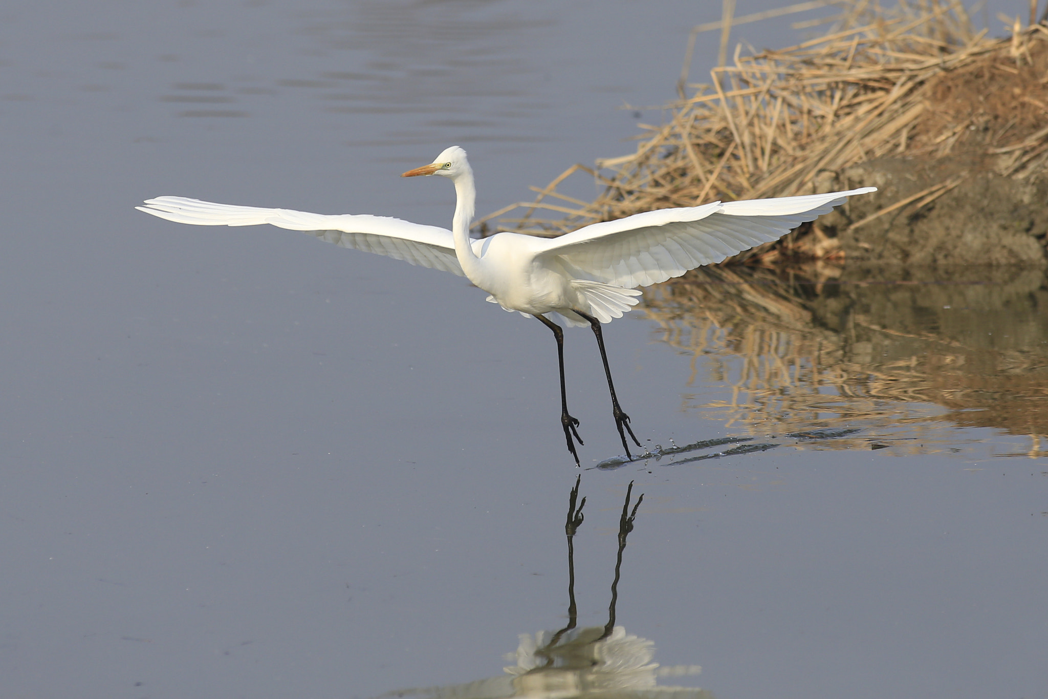 Canon EF 300mm f/2.8L + 1.4x sample photo. Airone bianco maggiore photography