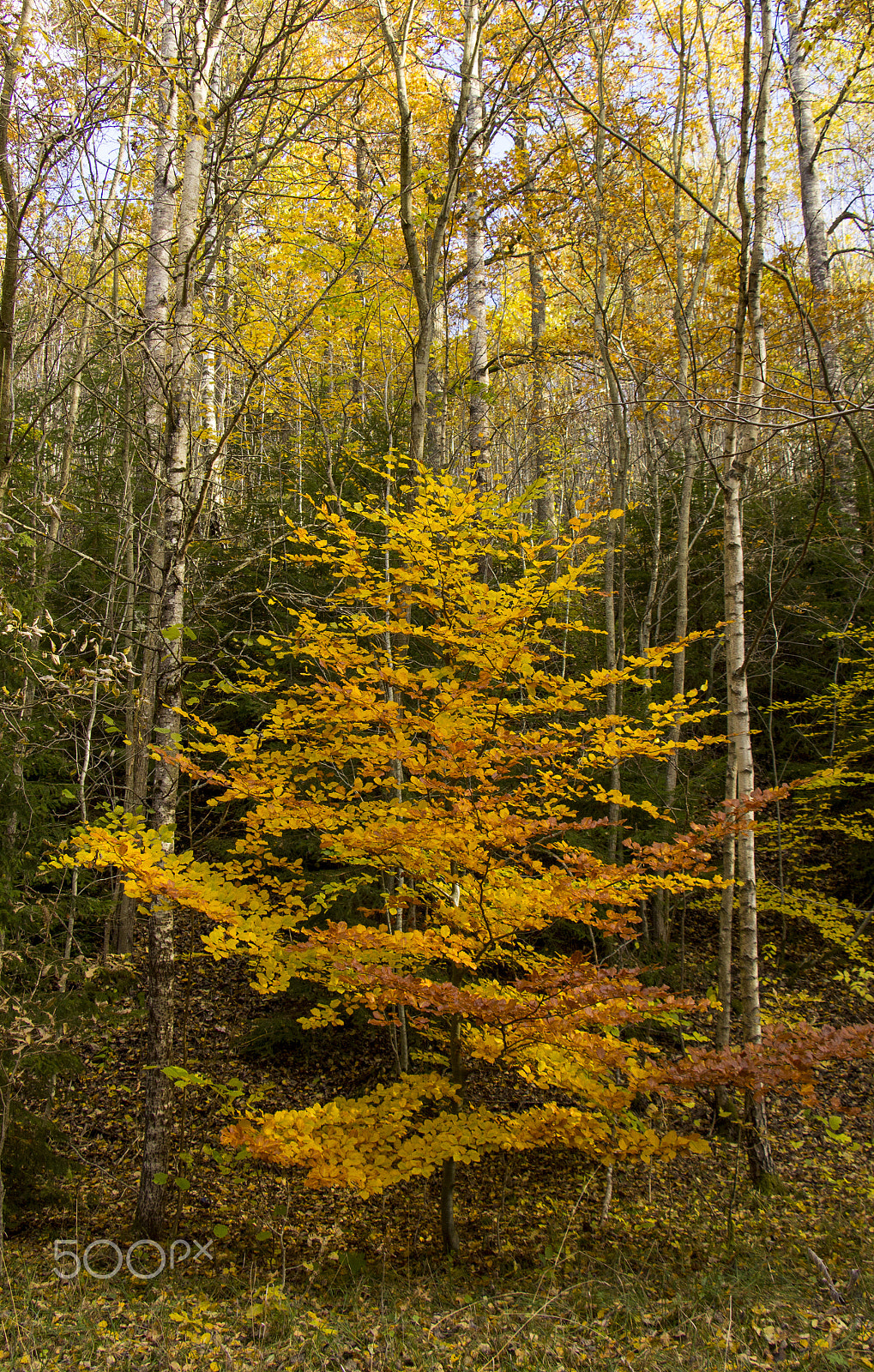 Canon EF-S 18-135mm F3.5-5.6 IS STM sample photo. Autumn prime photography