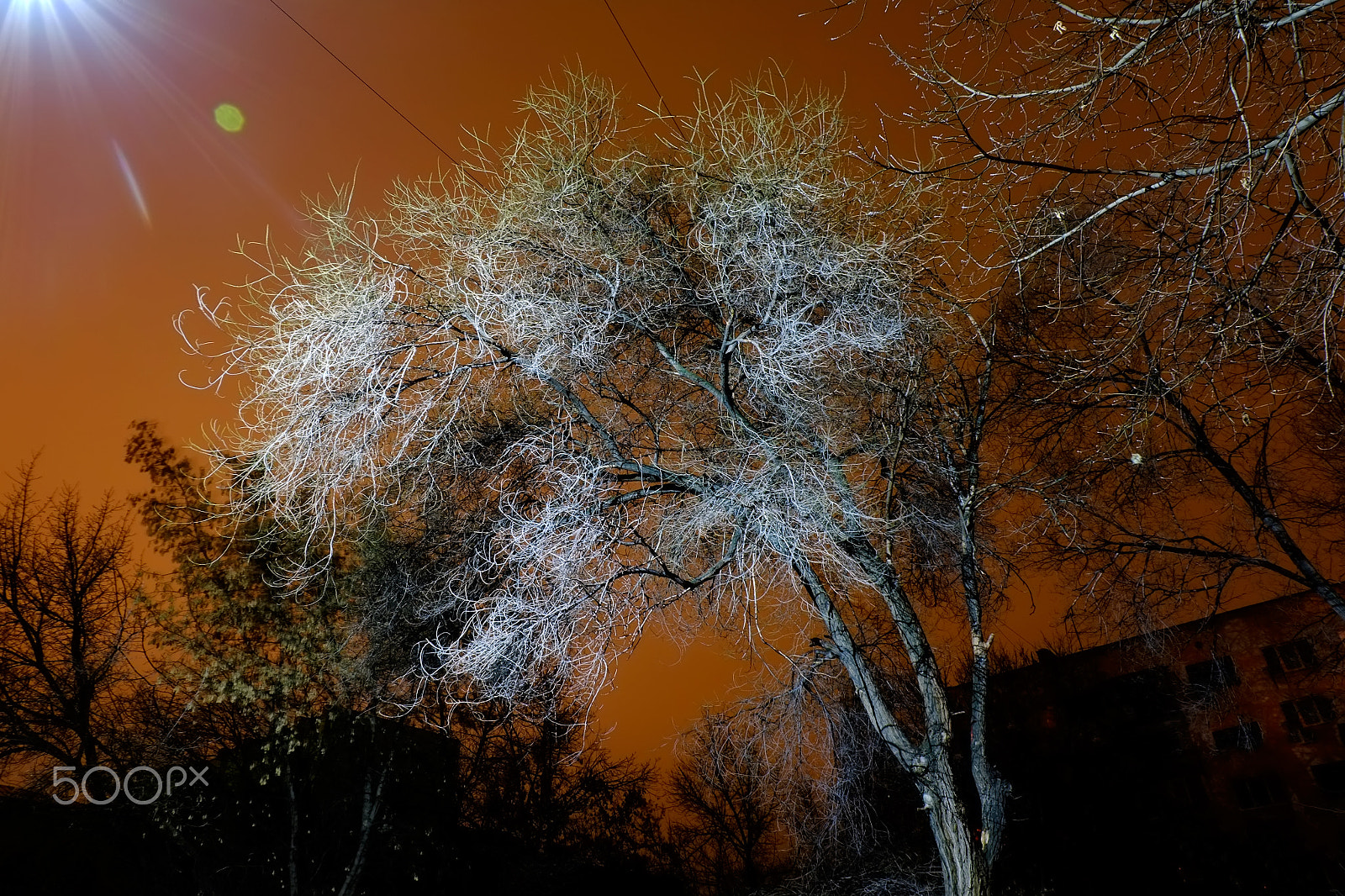 Fujifilm XC 16-50mm F3.5-5.6 OIS sample photo. Creepy tree photography