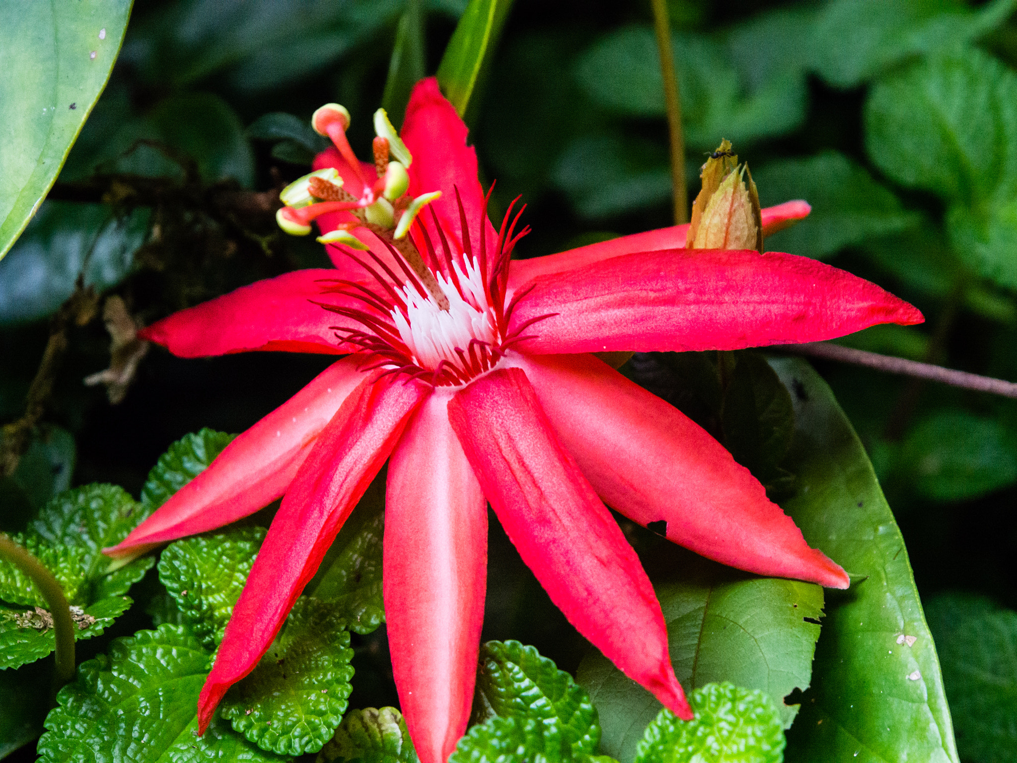 Olympus PEN E-PL5 sample photo. Malaysian flower photography