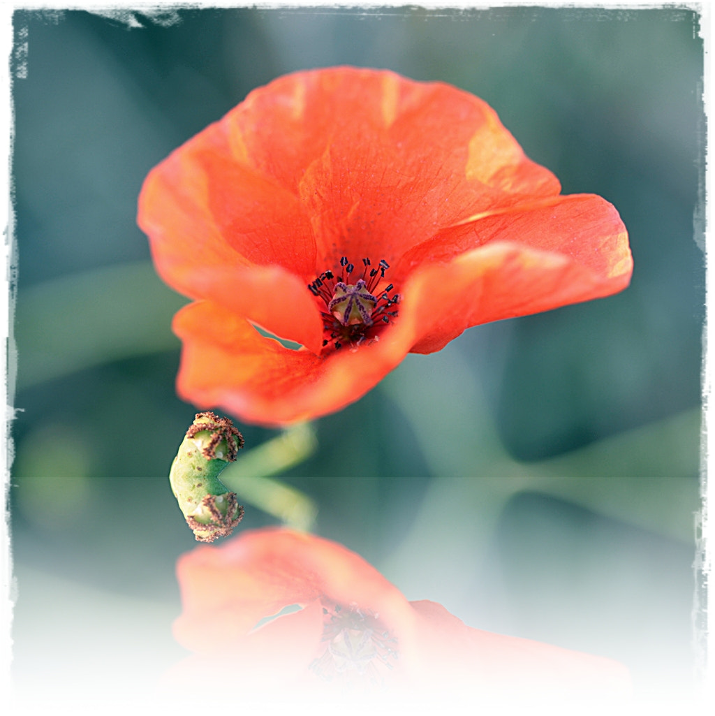 Canon EOS 50D + Canon EF 100mm F2.8 Macro USM sample photo. Coquelicot photography