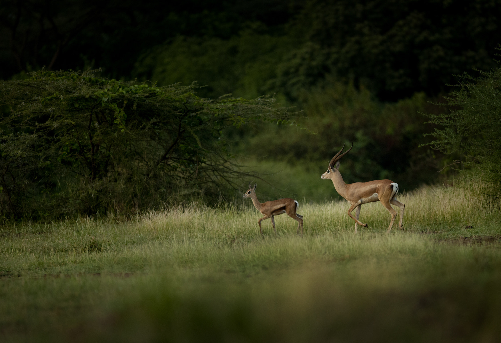 Nikon D3X sample photo. Chasing photography