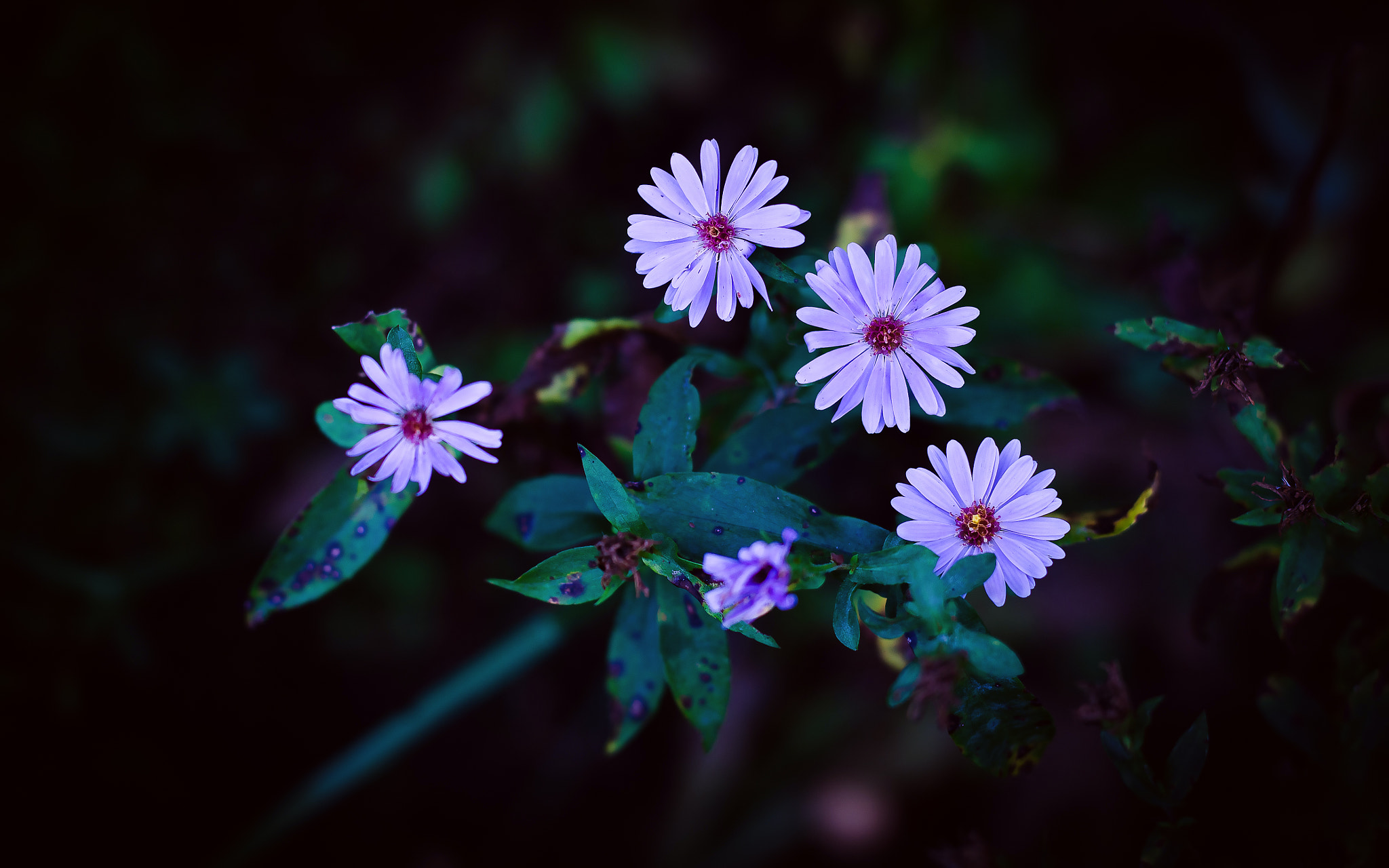 Nikon D7000 + Sigma 50mm F1.4 DG HSM Art sample photo. Daisies in the dark photography