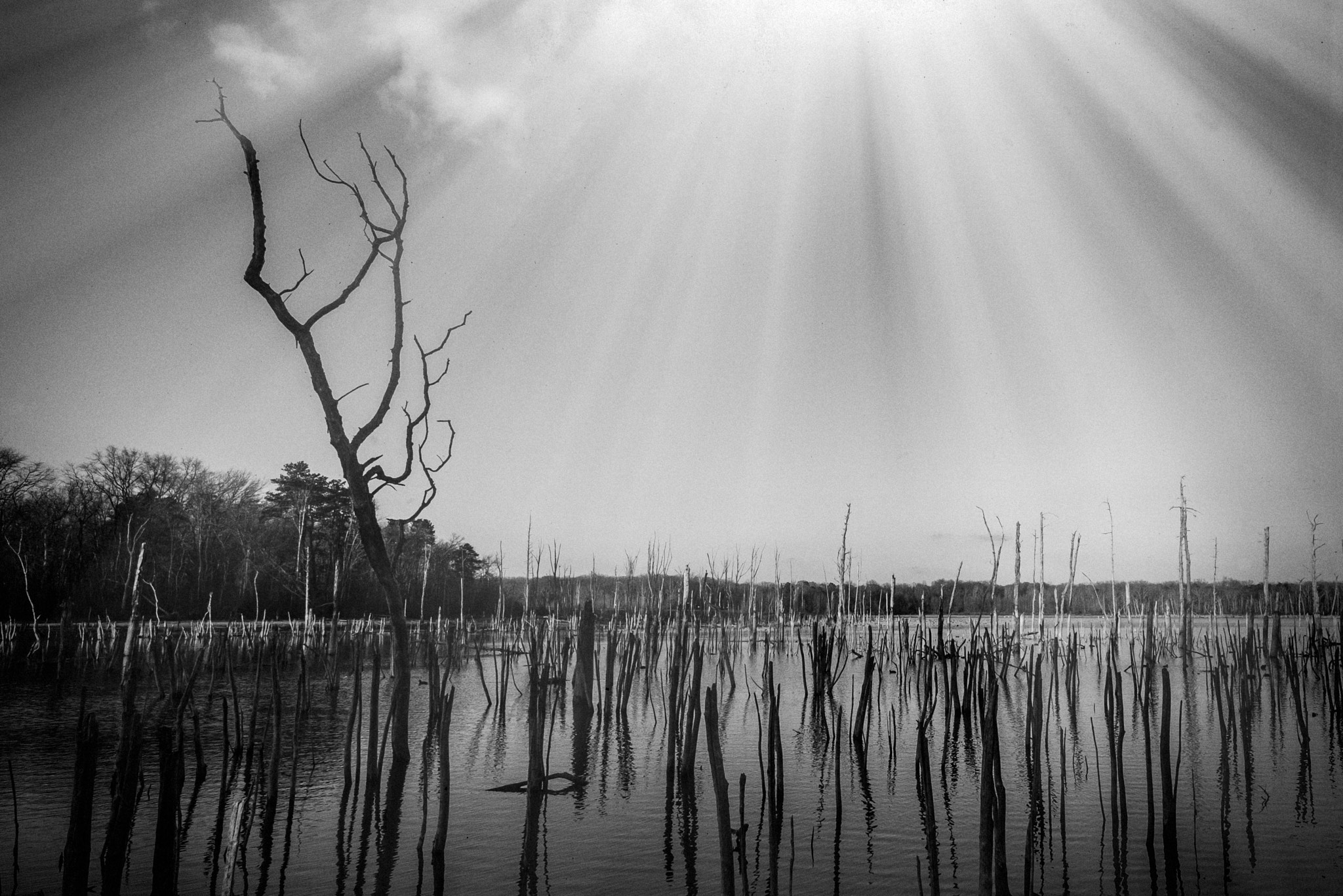ZEISS Touit 12mm F2.8 sample photo. Manasquan reservoir photography