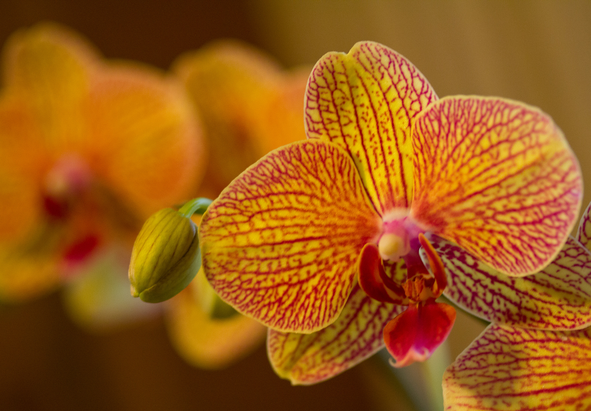 Canon EF-S 60mm F2.8 Macro USM sample photo. Orchids in bloom photography