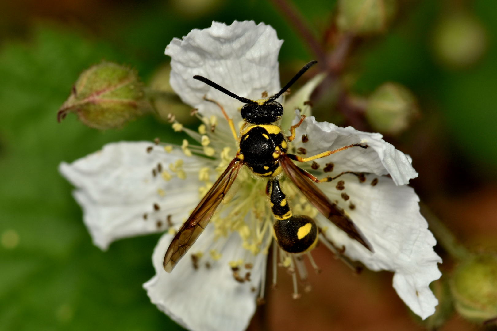 Nikon D7200 + Sigma 105mm F2.8 EX DG Macro sample photo. Yellowjacket photography