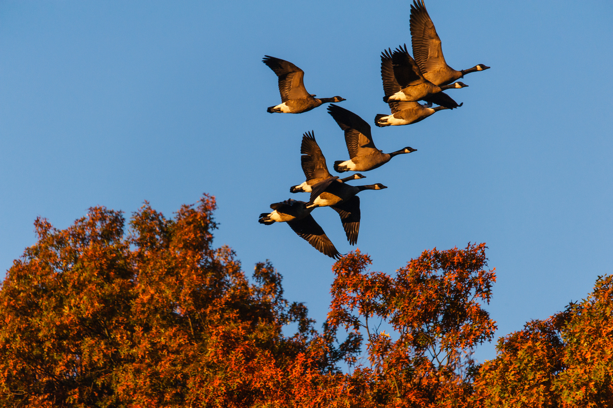Nikon D700 + Sigma 120-400mm F4.5-5.6 DG OS HSM sample photo. Flying geese photography