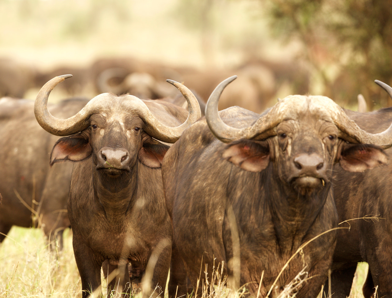 Canon EF 500mm F4L IS II USM sample photo. Buffalo photography