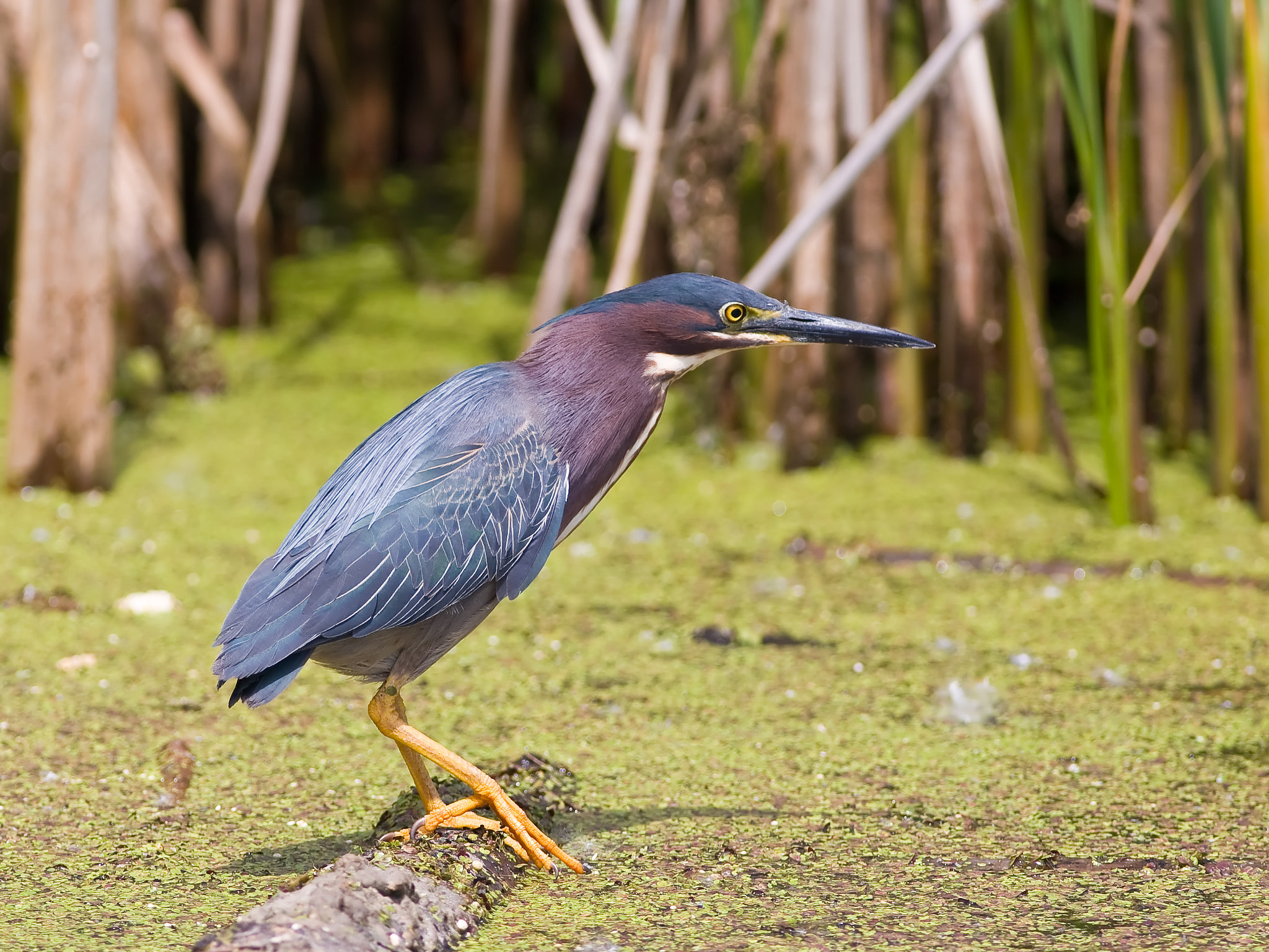 Canon EOS 30D + Canon EF 400mm F5.6L USM sample photo. Green heron photography