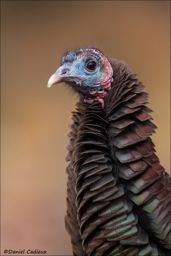 Canon EF 500mm F4L IS II USM sample photo. Wild turkey portrait photography