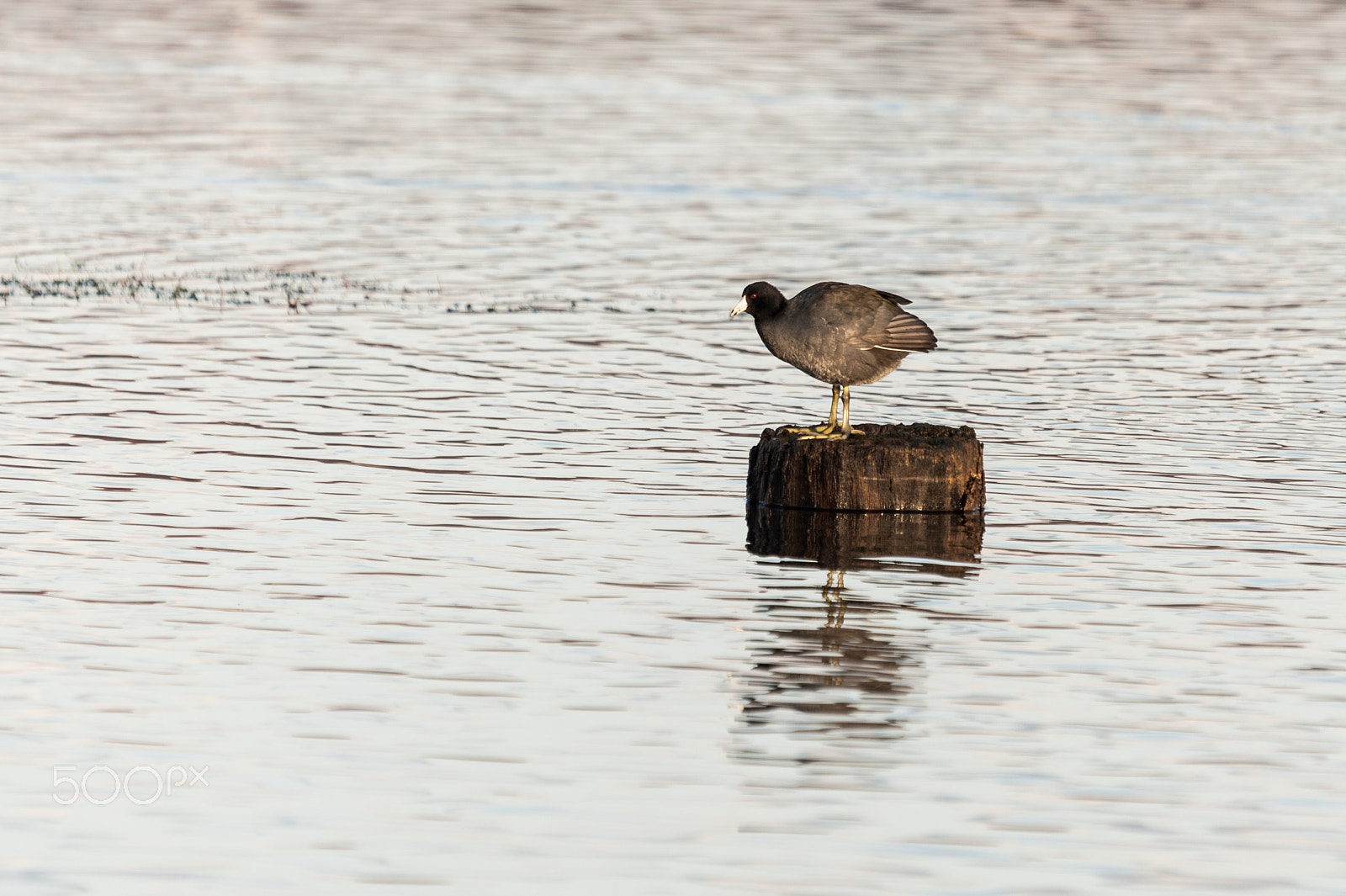 Sigma 120-400mm F4.5-5.6 DG OS HSM sample photo. Dsc_8139.jpg photography