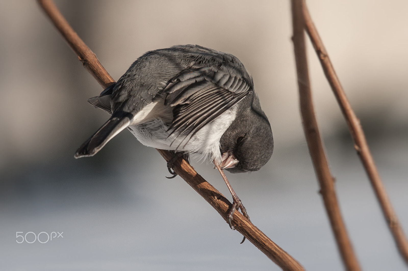 Sigma 120-400mm F4.5-5.6 DG OS HSM sample photo. Edit photography