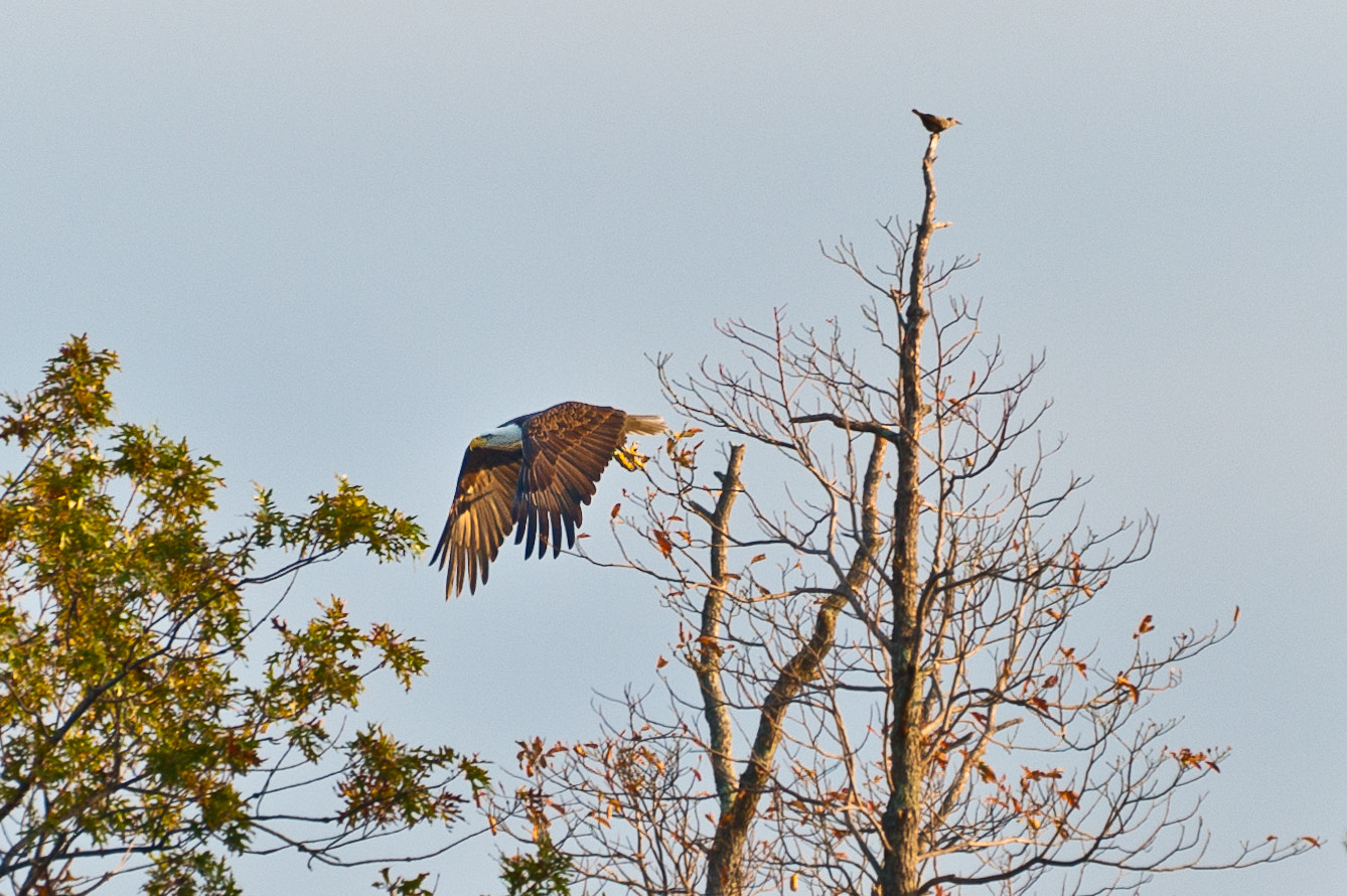 Sigma 120-400mm F4.5-5.6 DG OS HSM sample photo. Nature photography