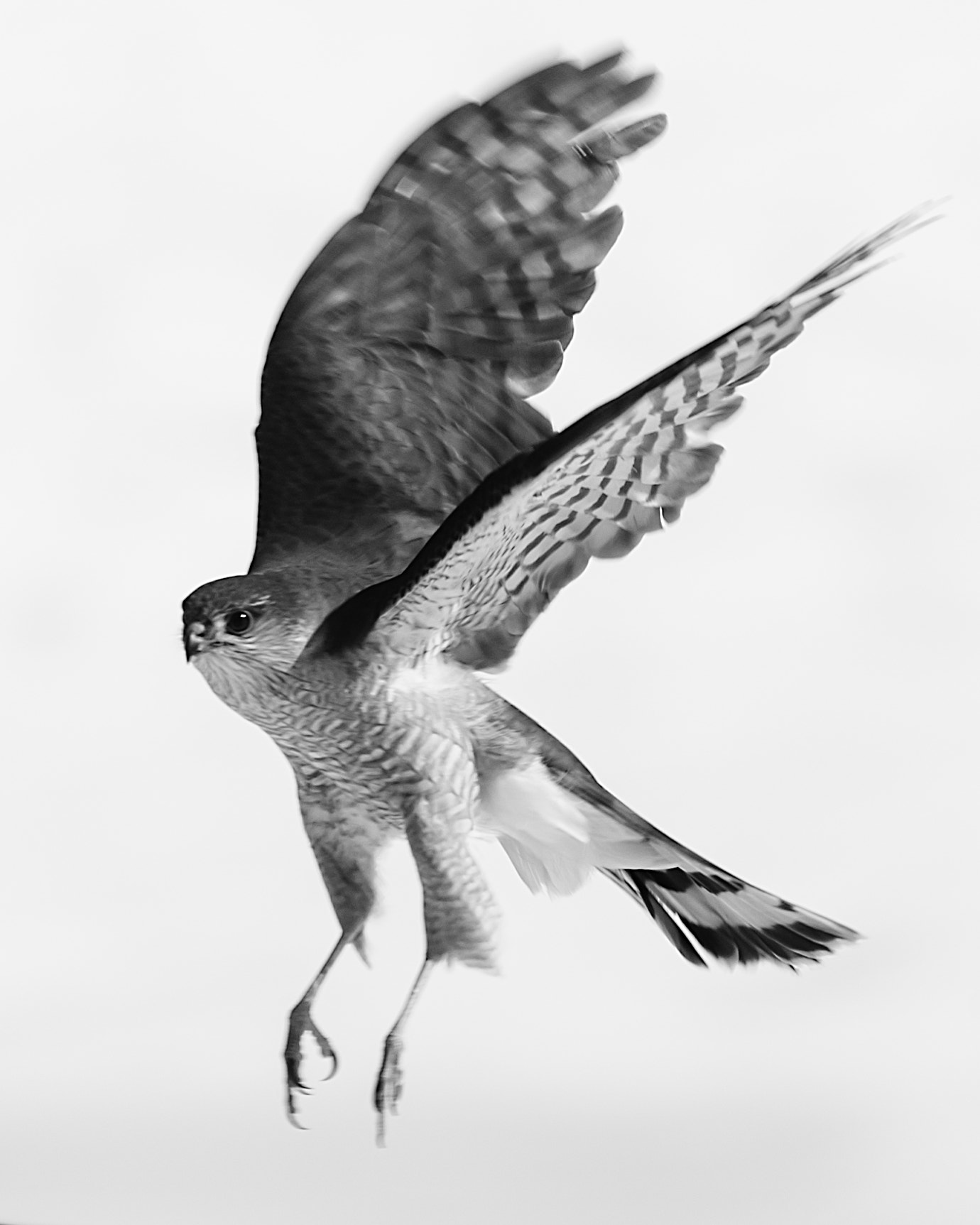 Sigma 120-400mm F4.5-5.6 DG OS HSM sample photo. Hawk photography
