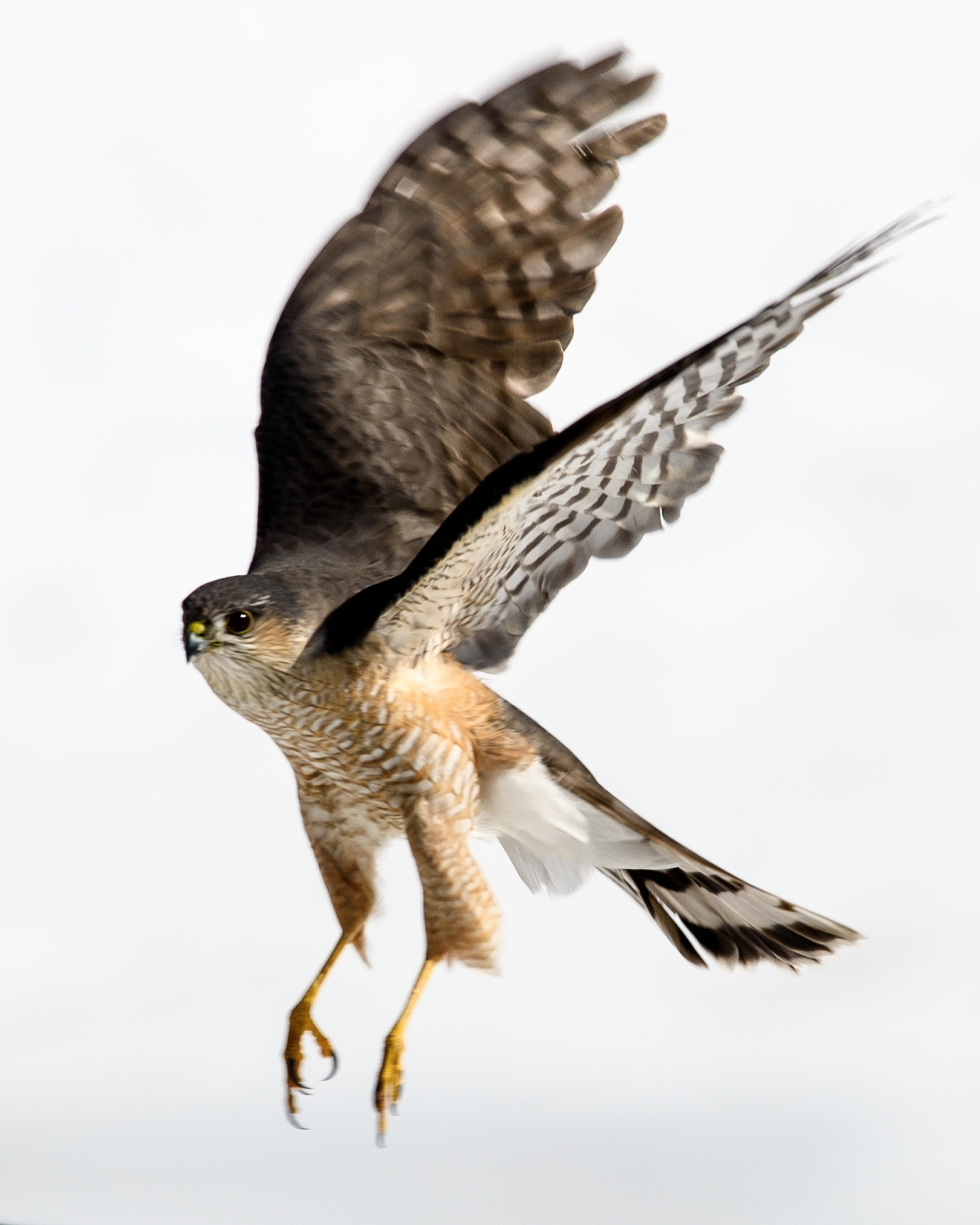 Sigma 120-400mm F4.5-5.6 DG OS HSM sample photo. Hawk photography