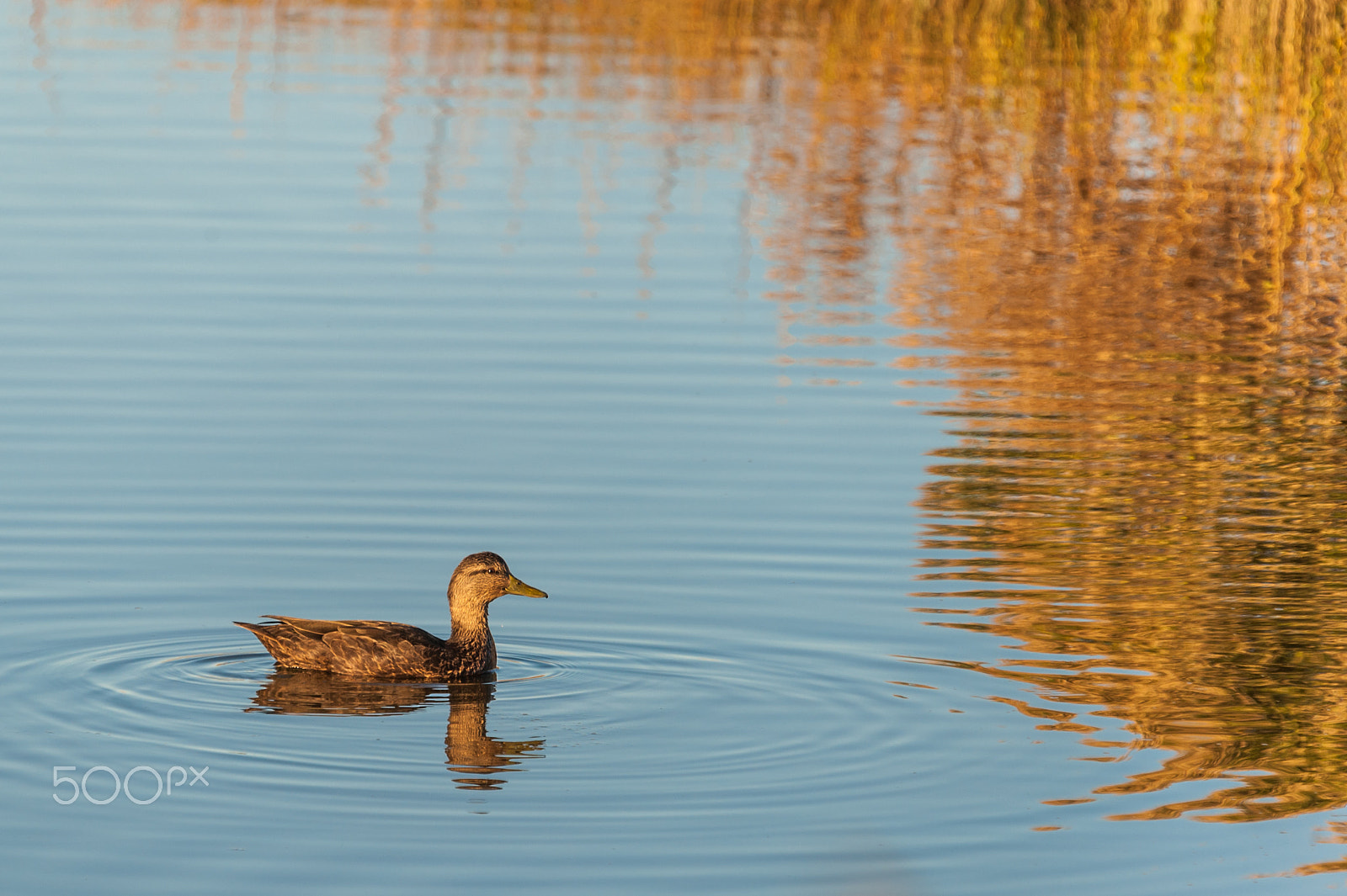 Sigma 120-400mm F4.5-5.6 DG OS HSM sample photo. Dsc_7446.jpg photography
