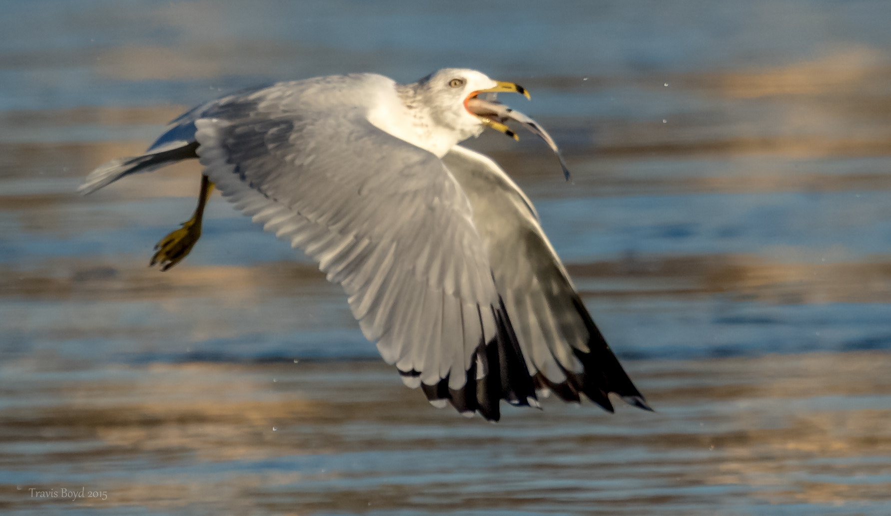 Canon EF 100-400mm F4.5-5.6L IS USM sample photo. More than a mouth full photography