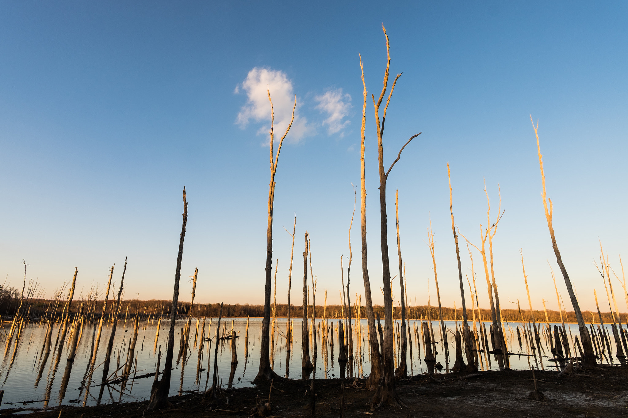 ZEISS Touit 12mm F2.8 sample photo. Sunrise at manasquan reservoir photography