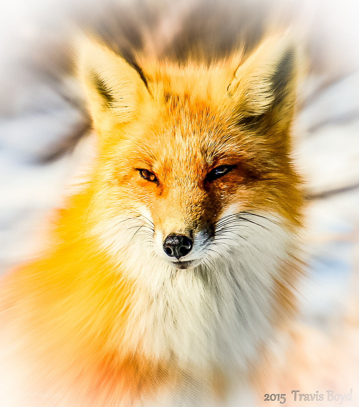 Canon EF 100-400mm F4.5-5.6L IS USM sample photo. Red fox zoom photography