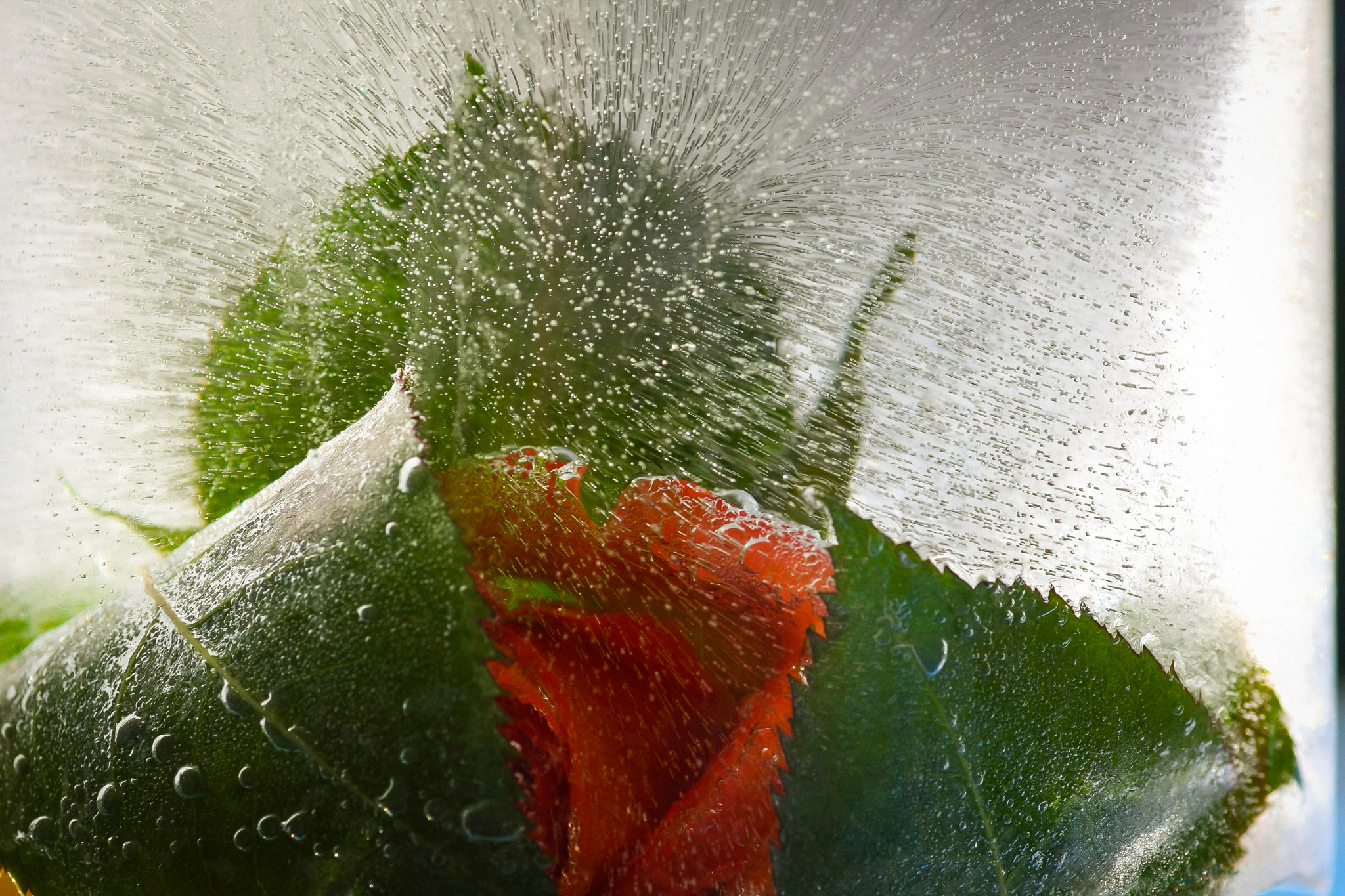 Tamron SP AF 90mm F2.8 Di Macro sample photo. Ice photography