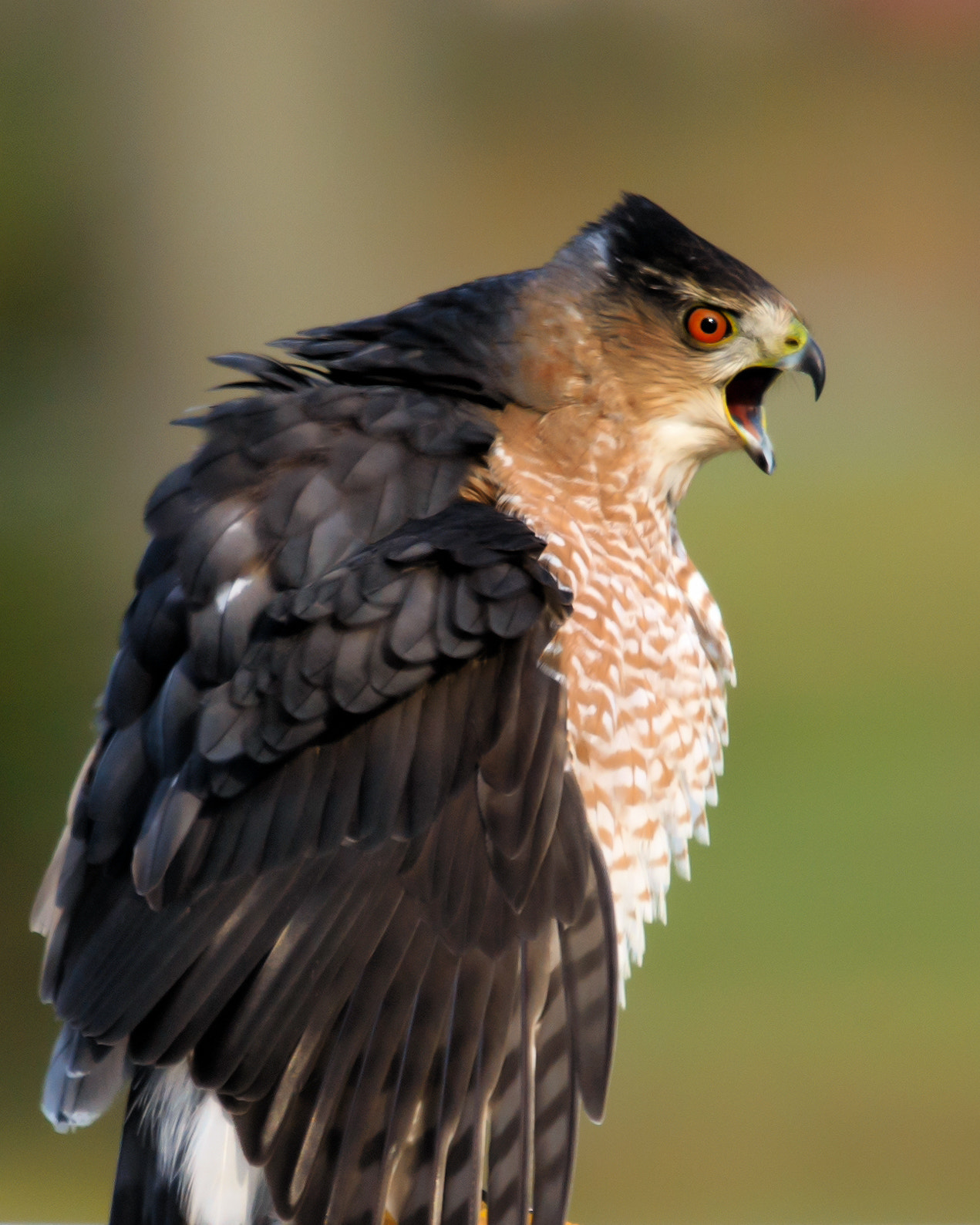Sigma 120-400mm F4.5-5.6 DG OS HSM sample photo. Hawk photography