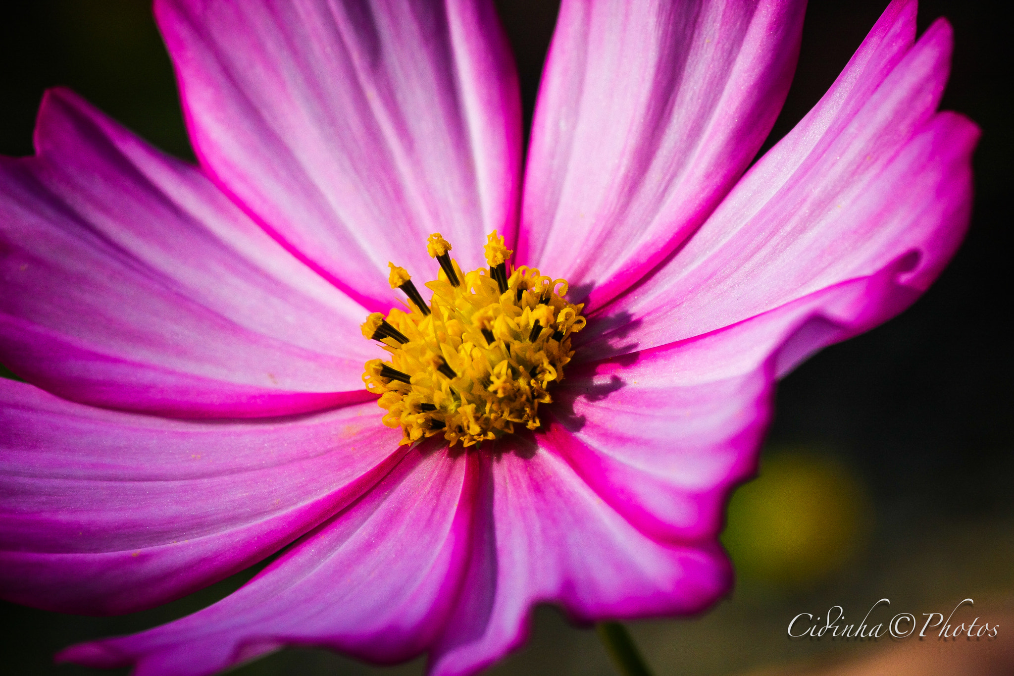 Canon EOS 40D + Tamron SP AF 90mm F2.8 Di Macro sample photo. Pink photography