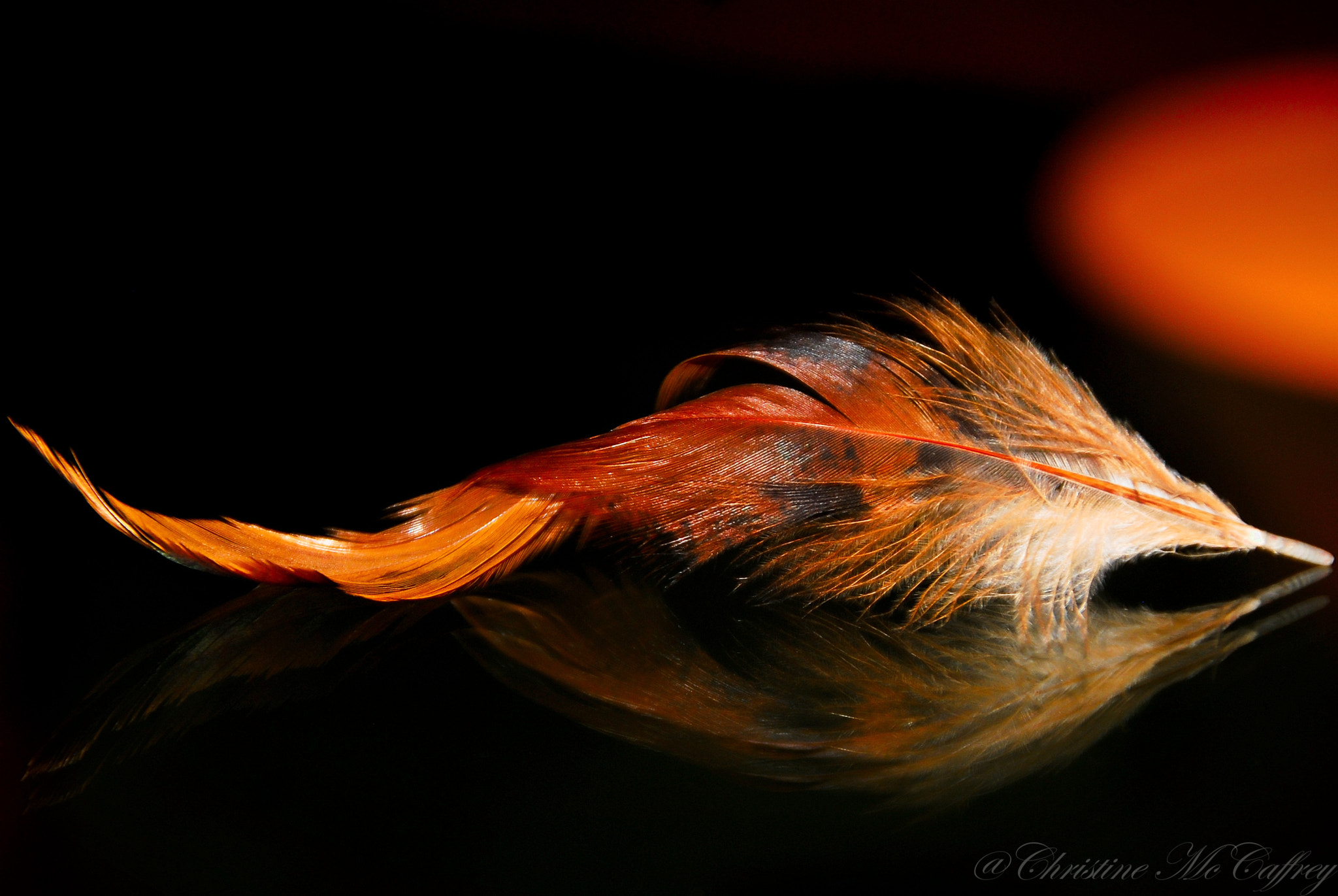 Nikon D200 + Tamron AF 18-200mm F3.5-6.3 XR Di II LD Aspherical (IF) Macro sample photo. ~a simple feather~ photography