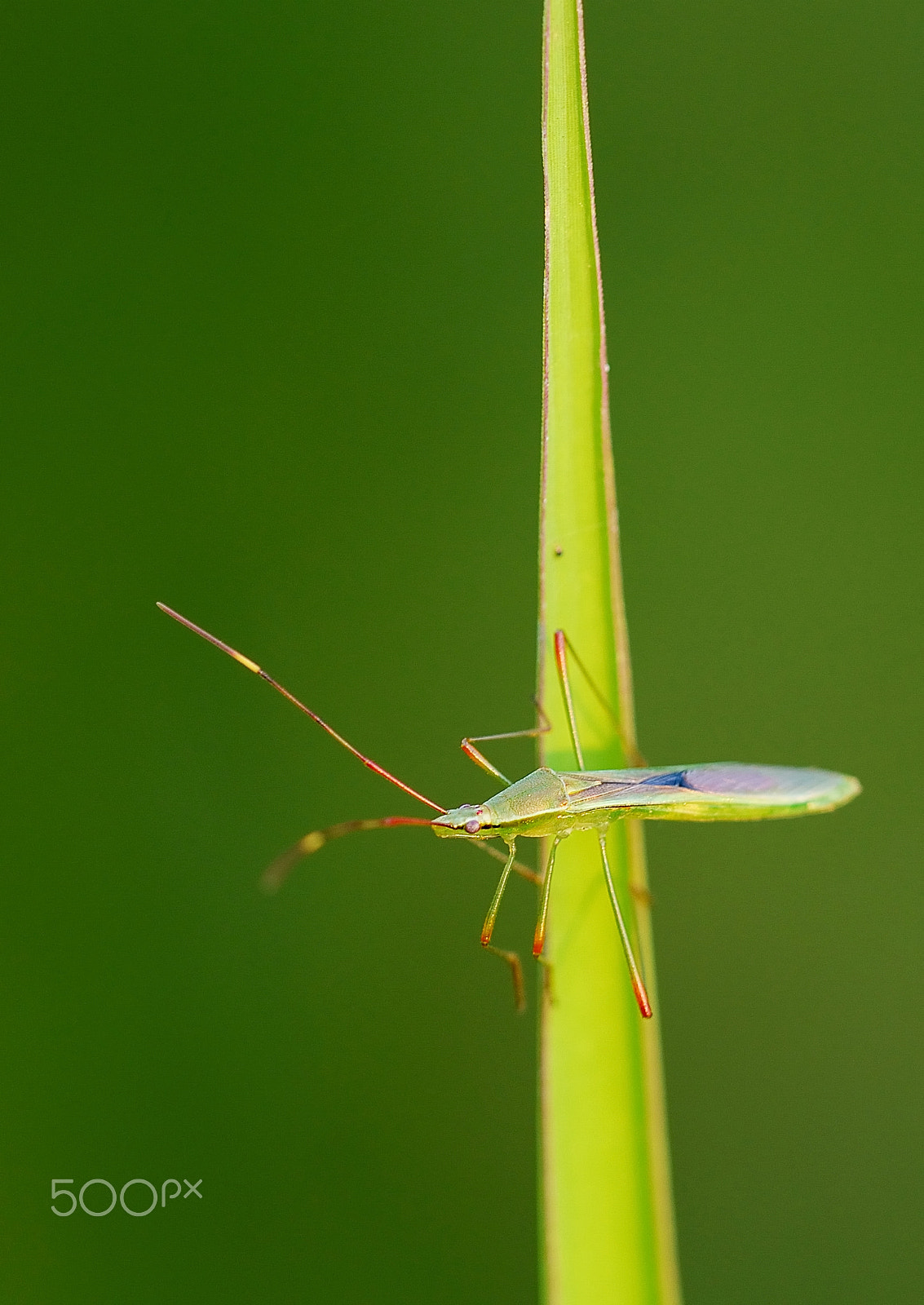 Sigma 150mm F2.8 EX DG Macro HSM sample photo. Skinny bug photography
