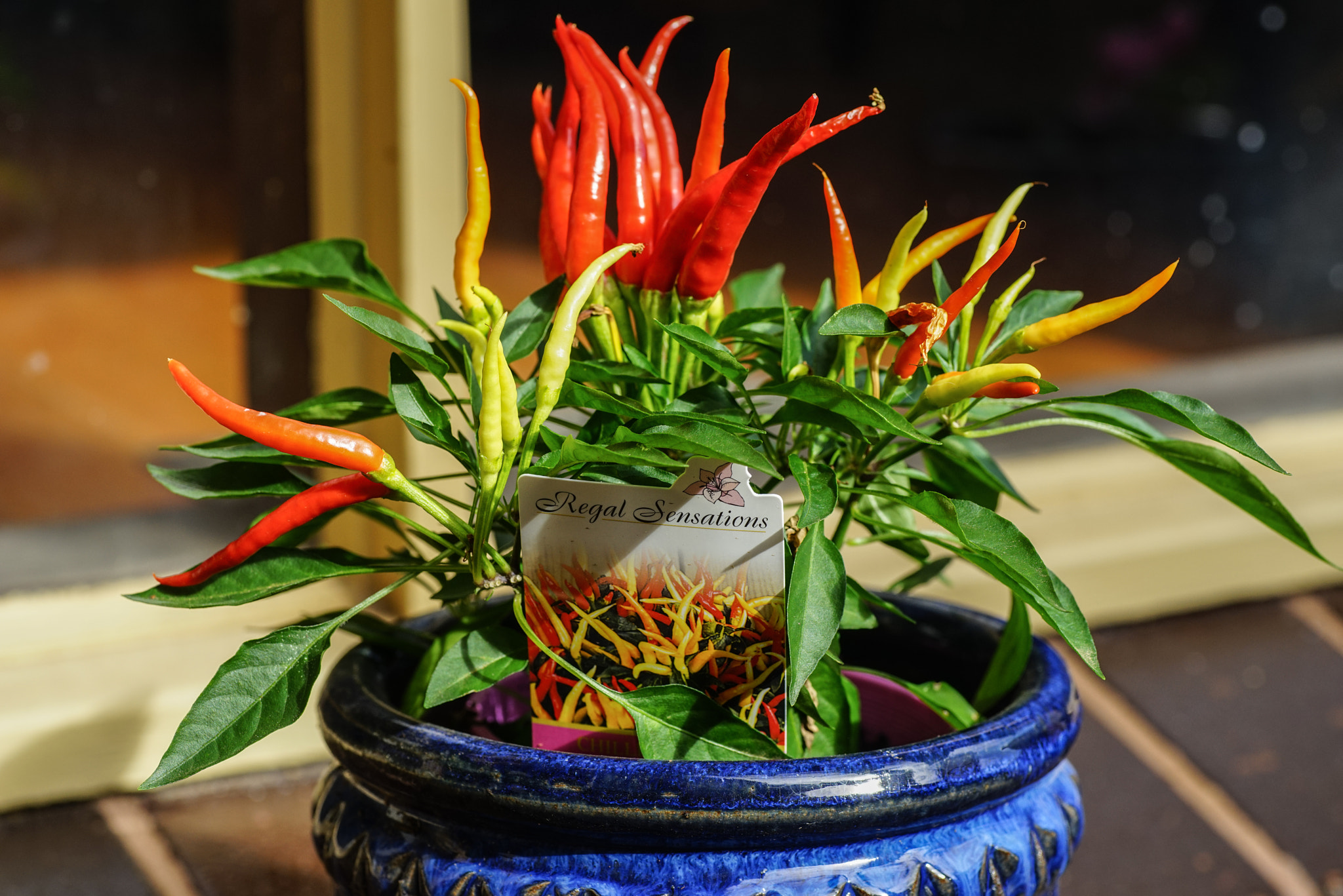 Sony a7R + Minolta AF 100mm F2.8 Macro [New] sample photo. Pot plant photography