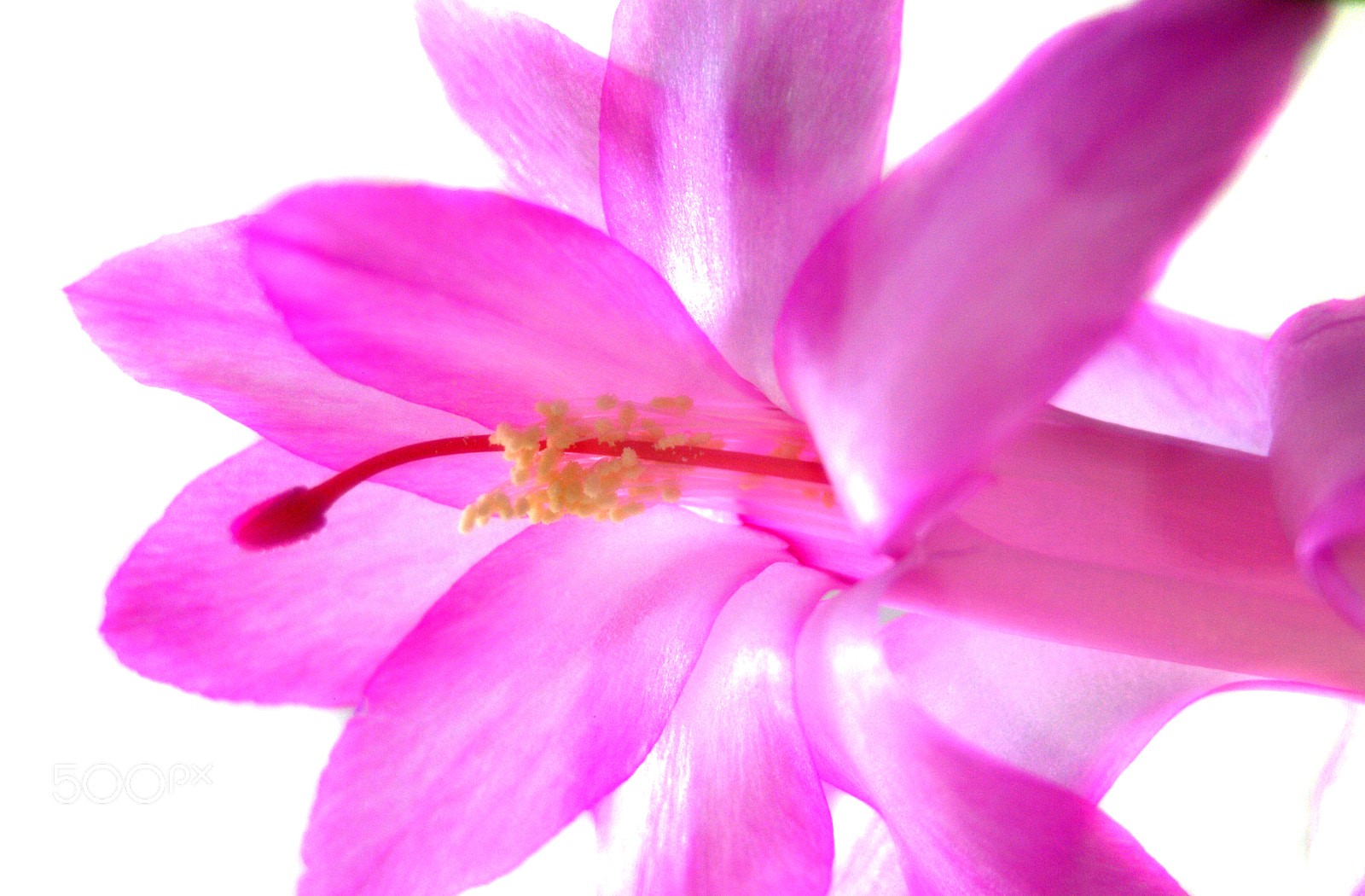 Sigma 28-90mm F3.5-5.6 Macro sample photo. Christmas cactus flower photography